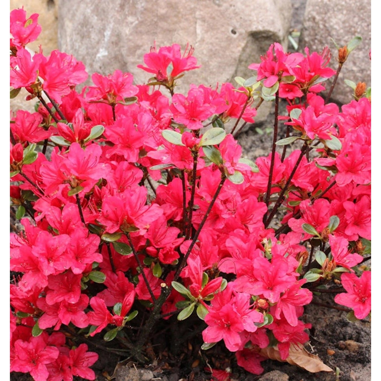 Japanische Azalee Elfie 50-60cm - Rhododendron obtusum - Zwerg Alpenrose günstig online kaufen