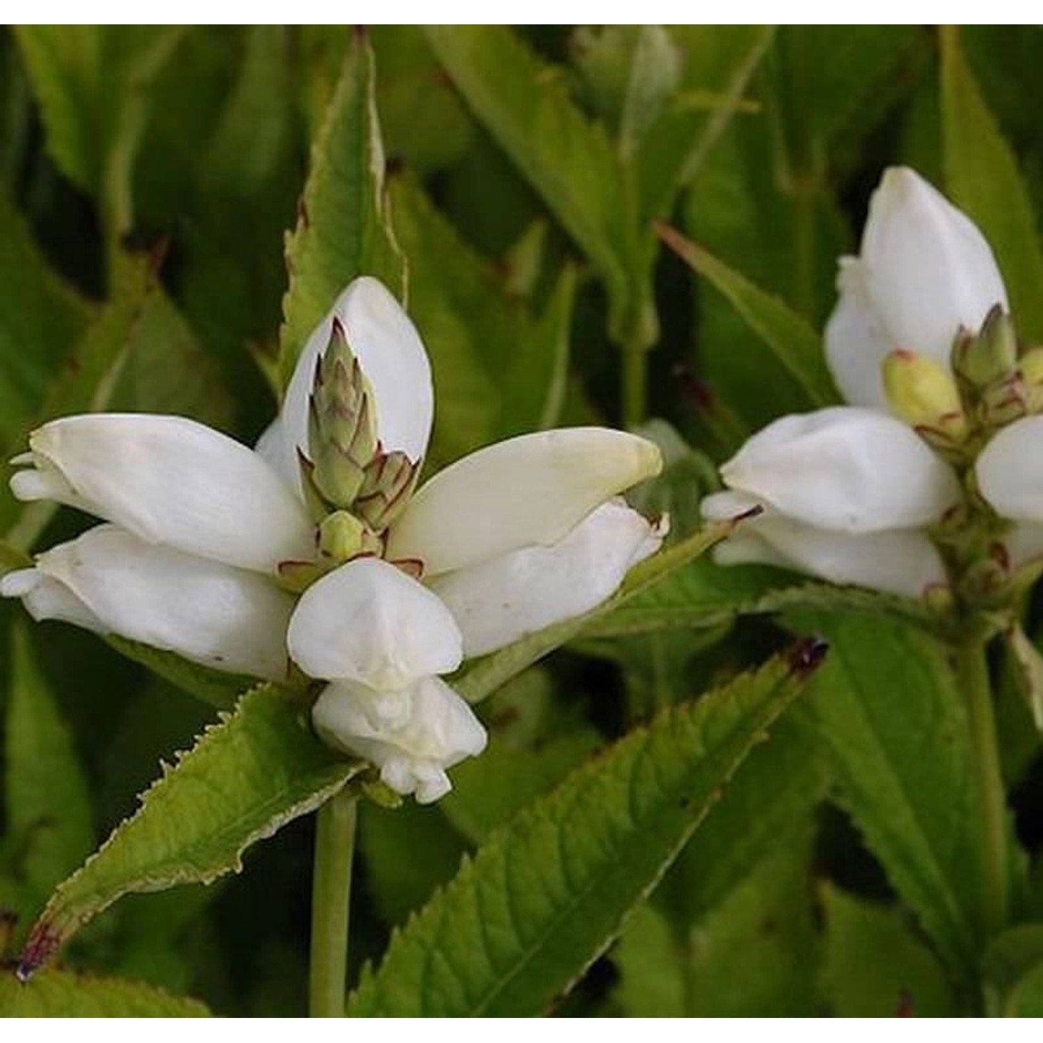 Schildblume Alba - Chelone obliqua günstig online kaufen