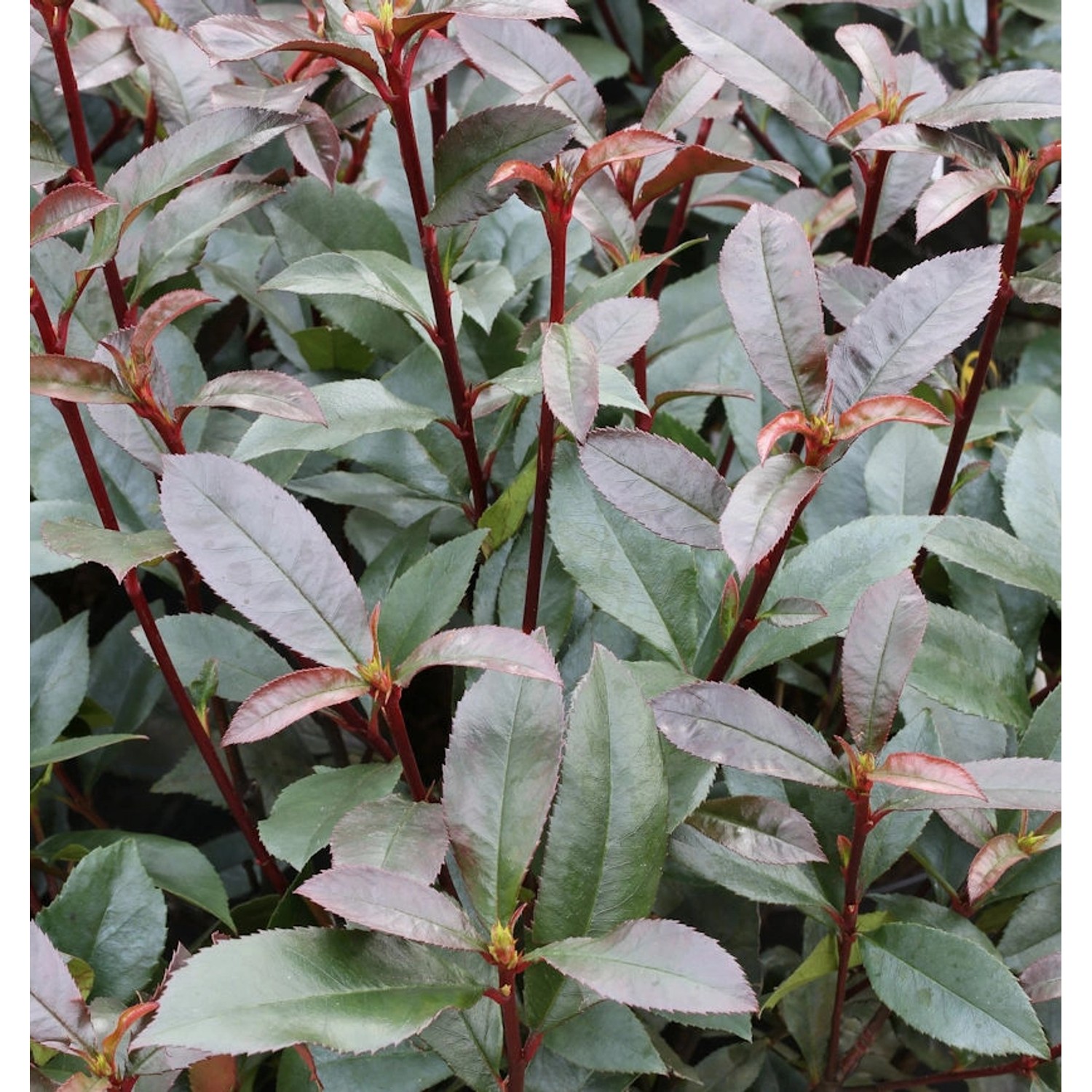 Glanzmispel Devils Dream 60-80cm - Photinia fraseri günstig online kaufen