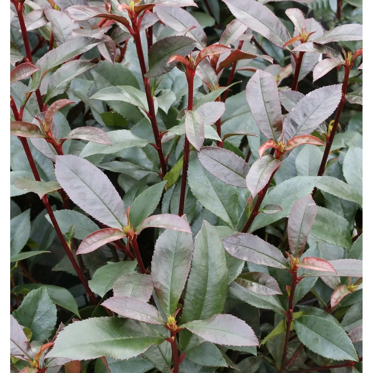 Glanzmispel Devils Dream 100-125cm - Photinia fraseri günstig online kaufen