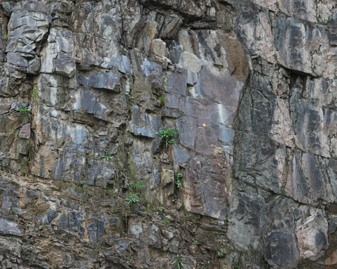 Fototapete "Felsenpflanzen" 4,00x2,50 m / Glattvlies Perlmutt günstig online kaufen