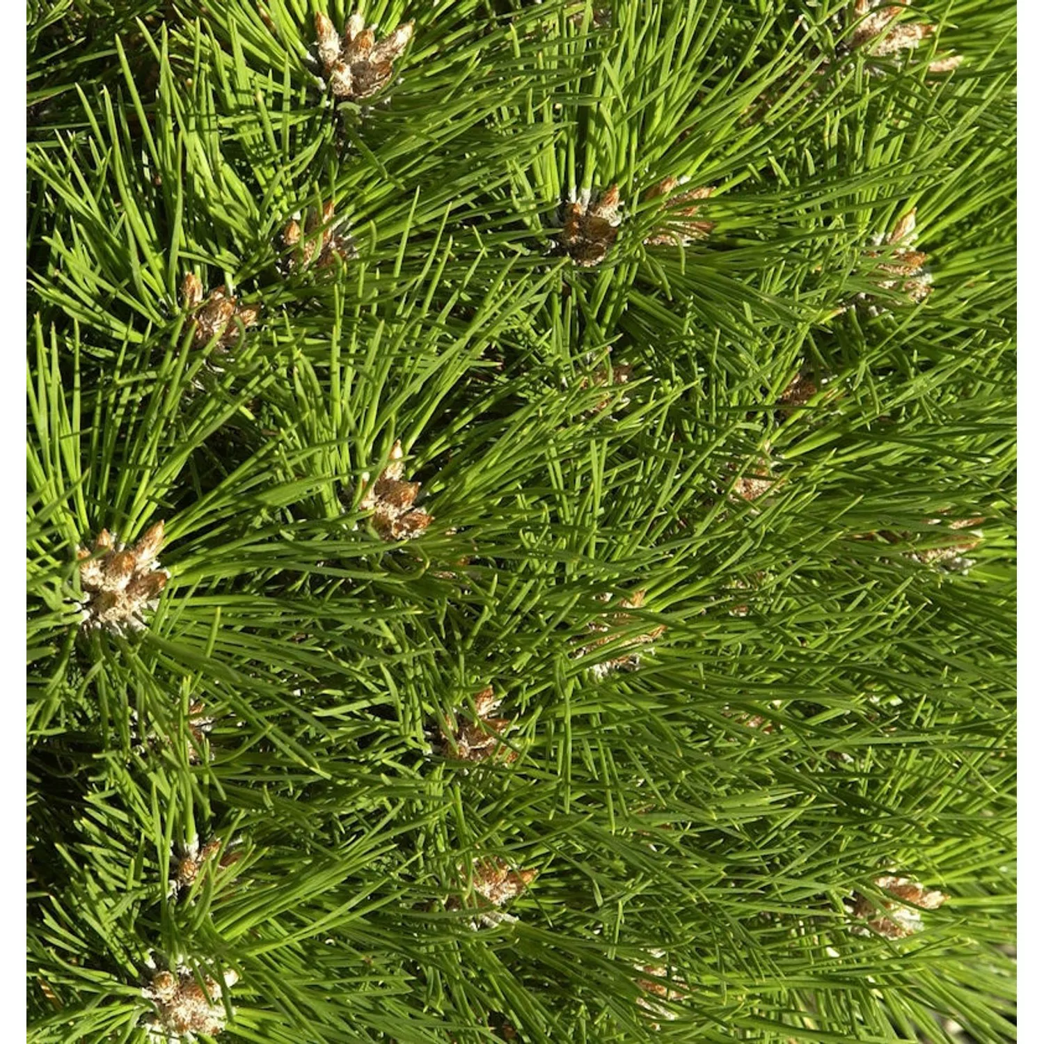 Hochstamm Kugel Kiefer Pierrick Bregeon 40-60cm - Pinus nigra günstig online kaufen