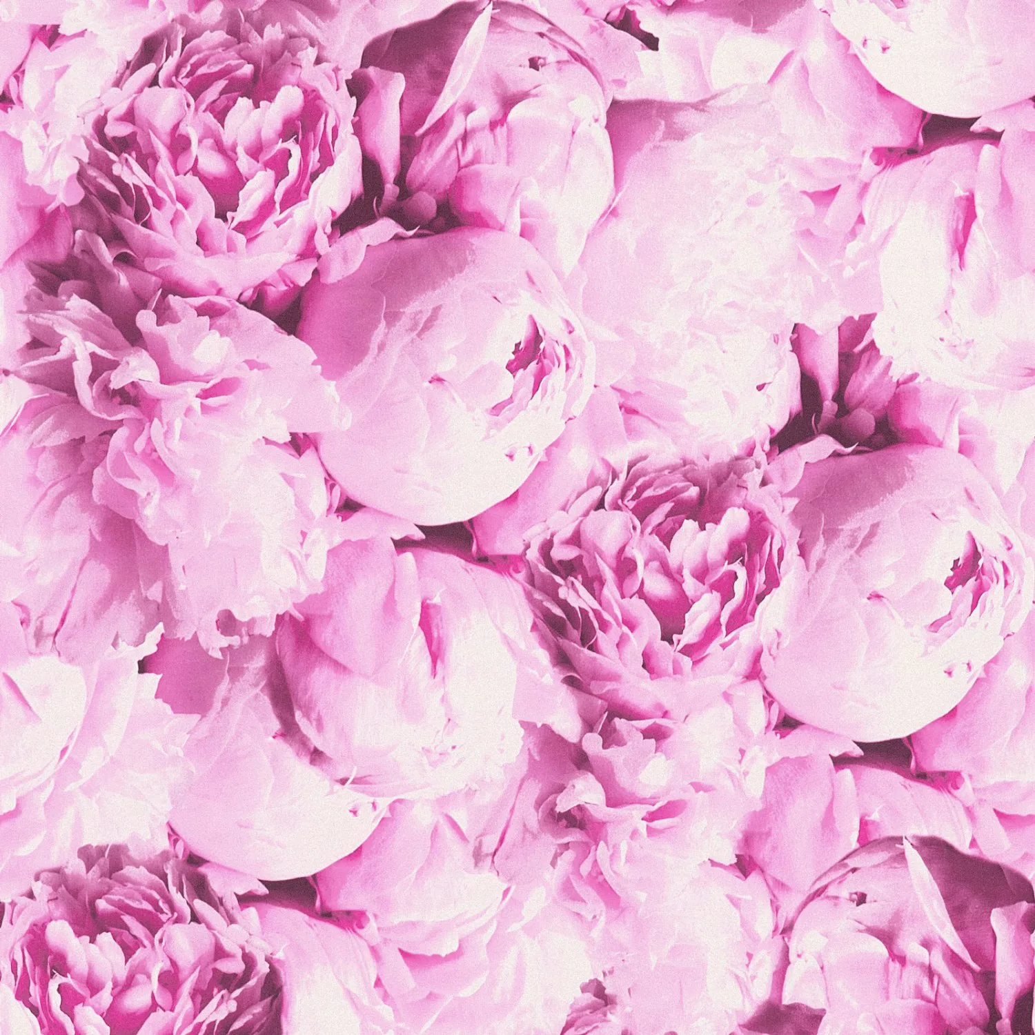 Bricoflor Nostalgische Tapete mit Rosen Vlies Blumentapete mit Pfingstrosen günstig online kaufen
