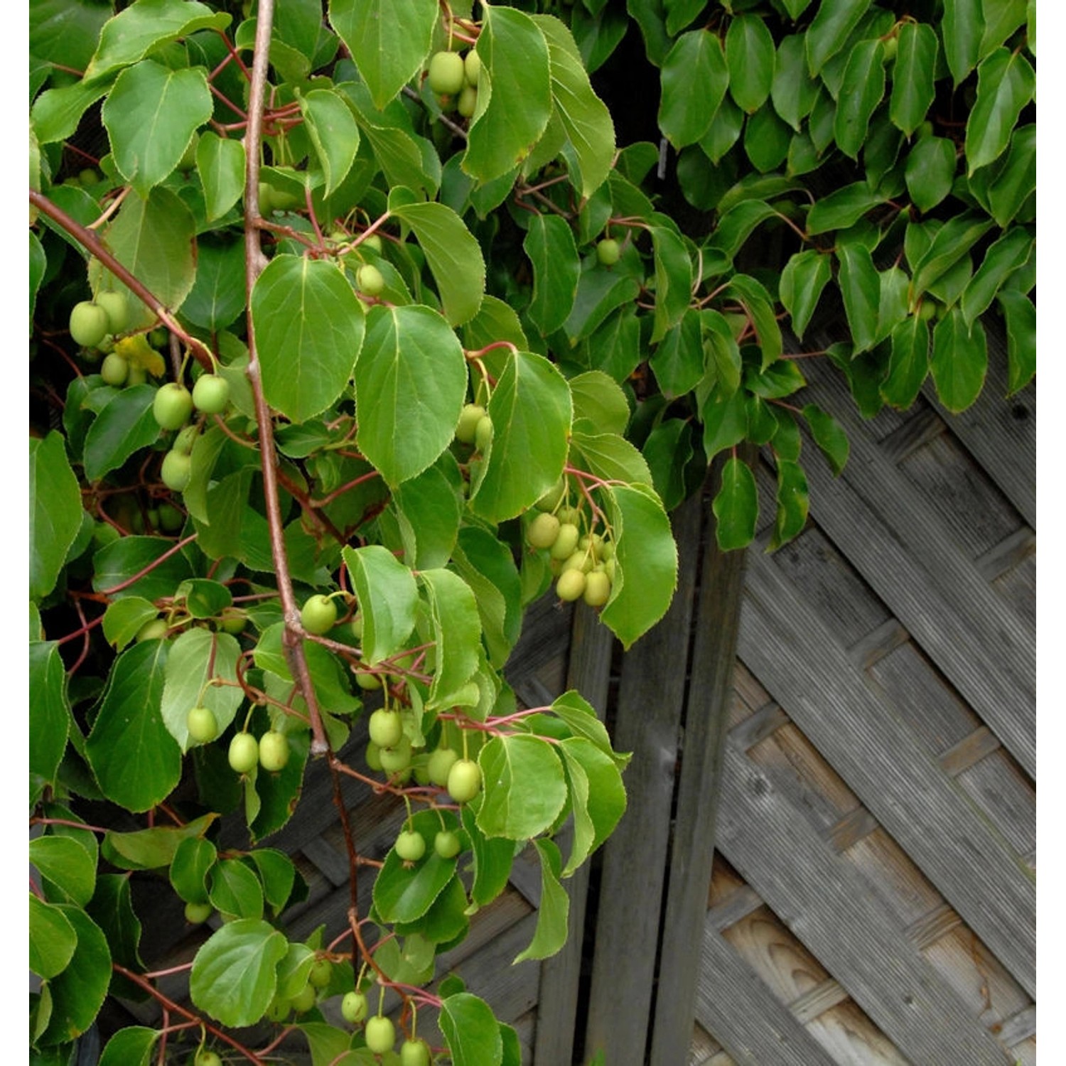 Kiwi Weiki weiblich 60-80cm - Actinidia arguta günstig online kaufen