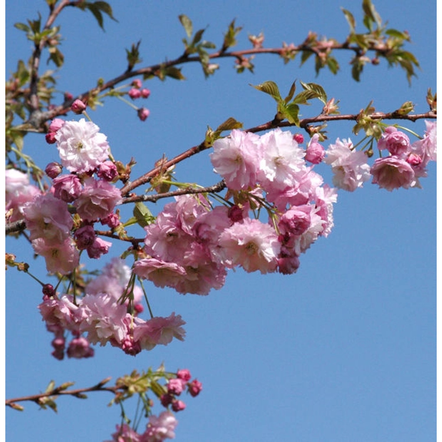 Blut Nelkenkirsche 40-60cm - Prunus serrulata günstig online kaufen