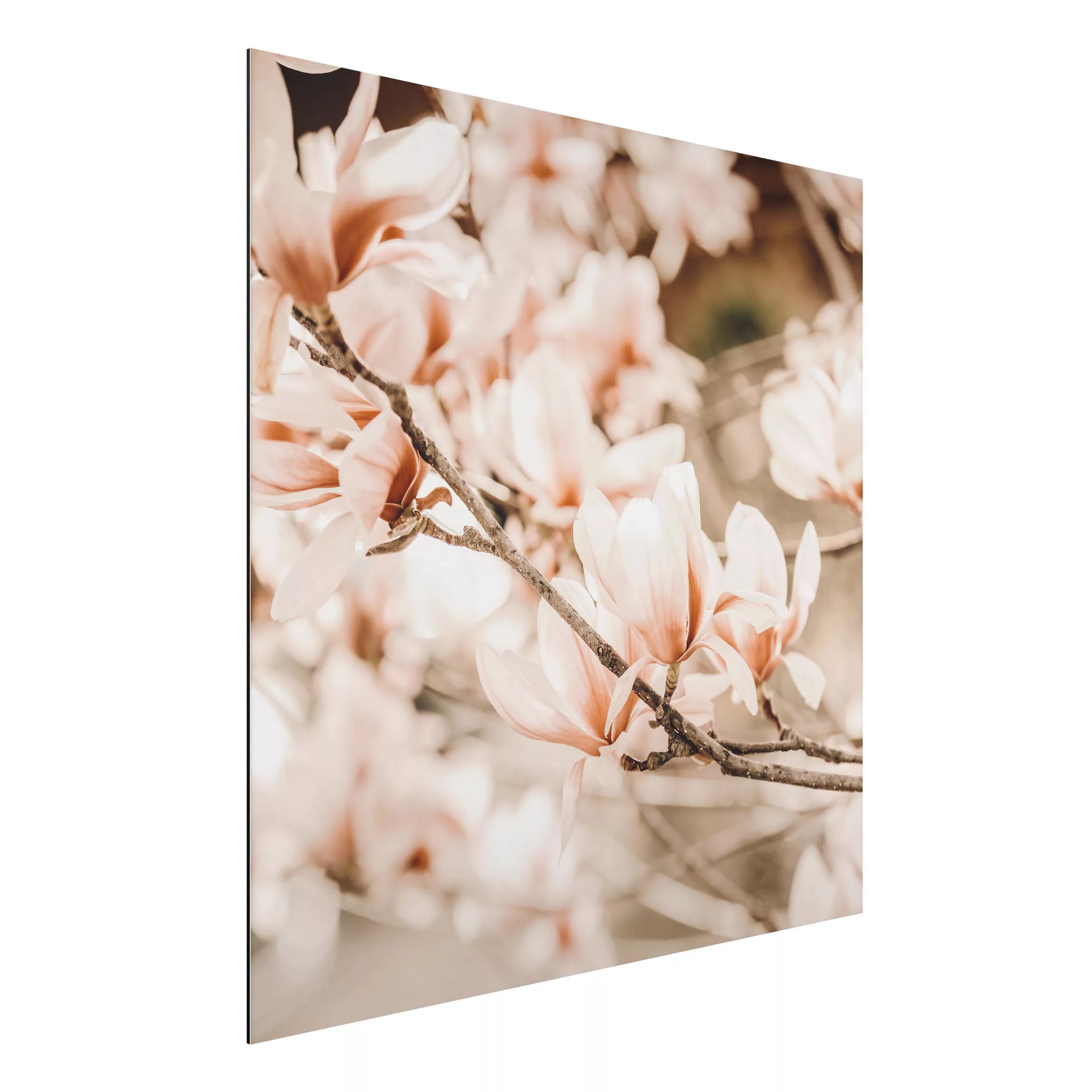 Alu-Dibond Bild Magnolienzweige im Vintagestil günstig online kaufen