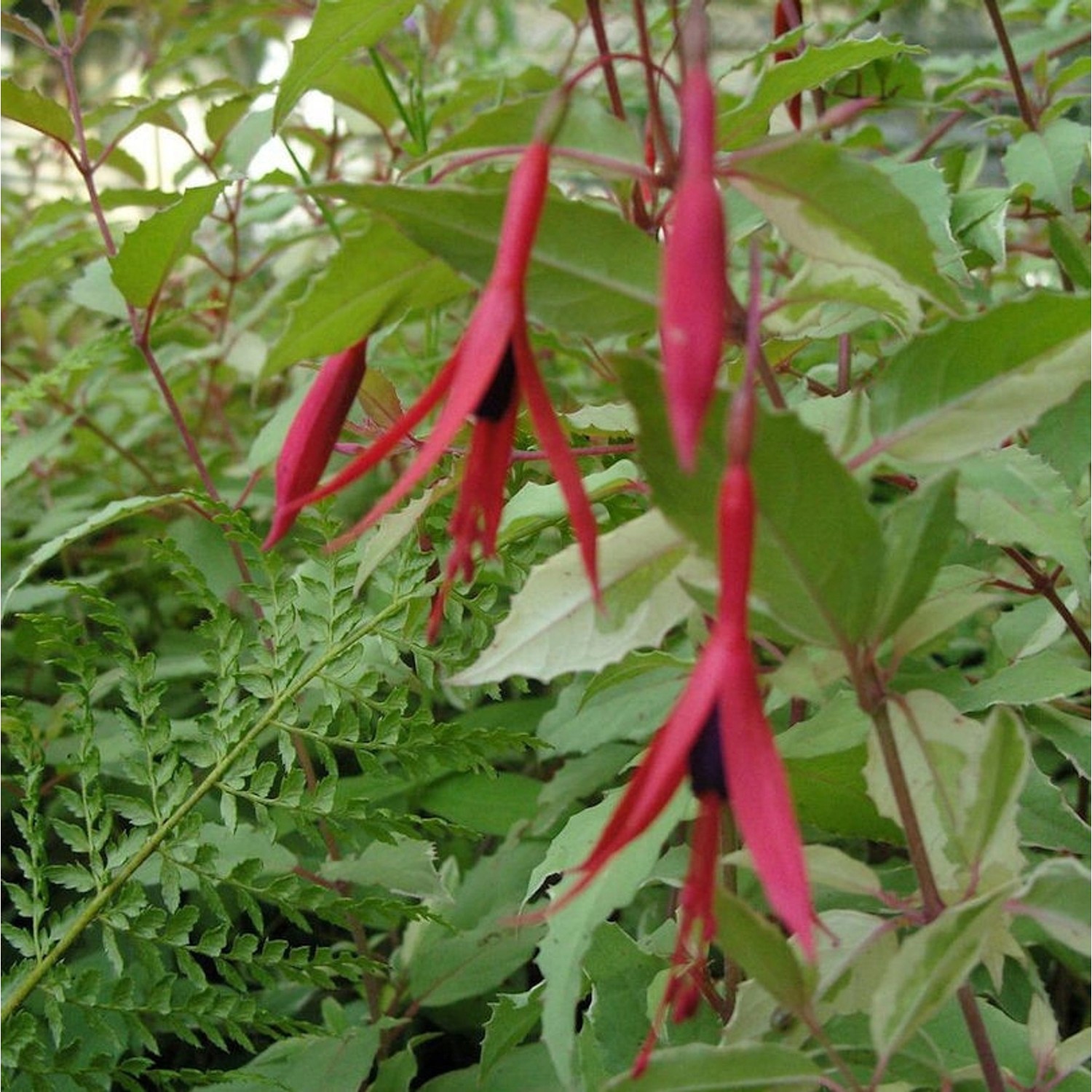 Fuchsie Tricolor - Fuchsia magellanica günstig online kaufen