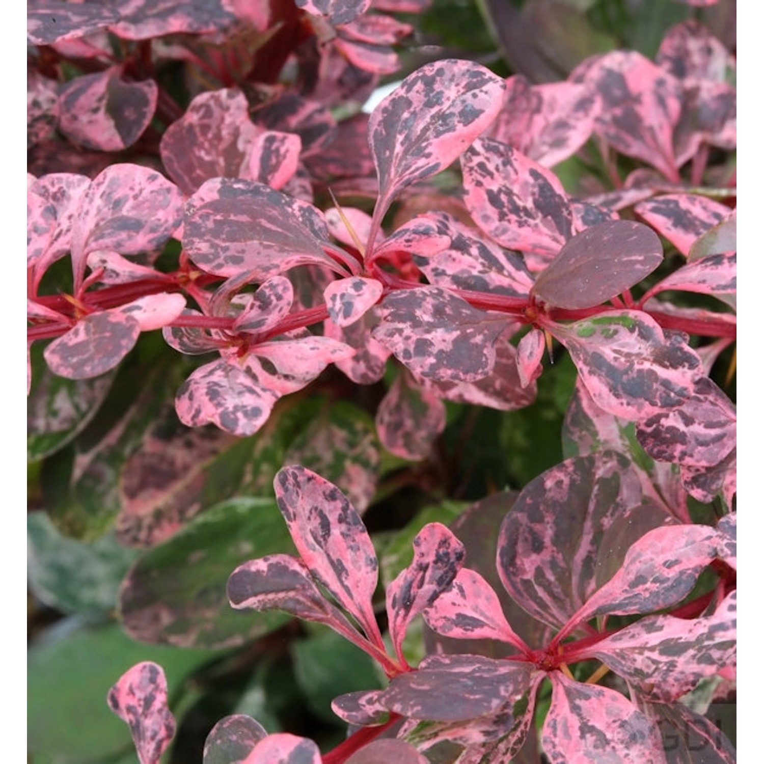 Beberitze Harlequin 20-30cm - Berberis thunbergii günstig online kaufen