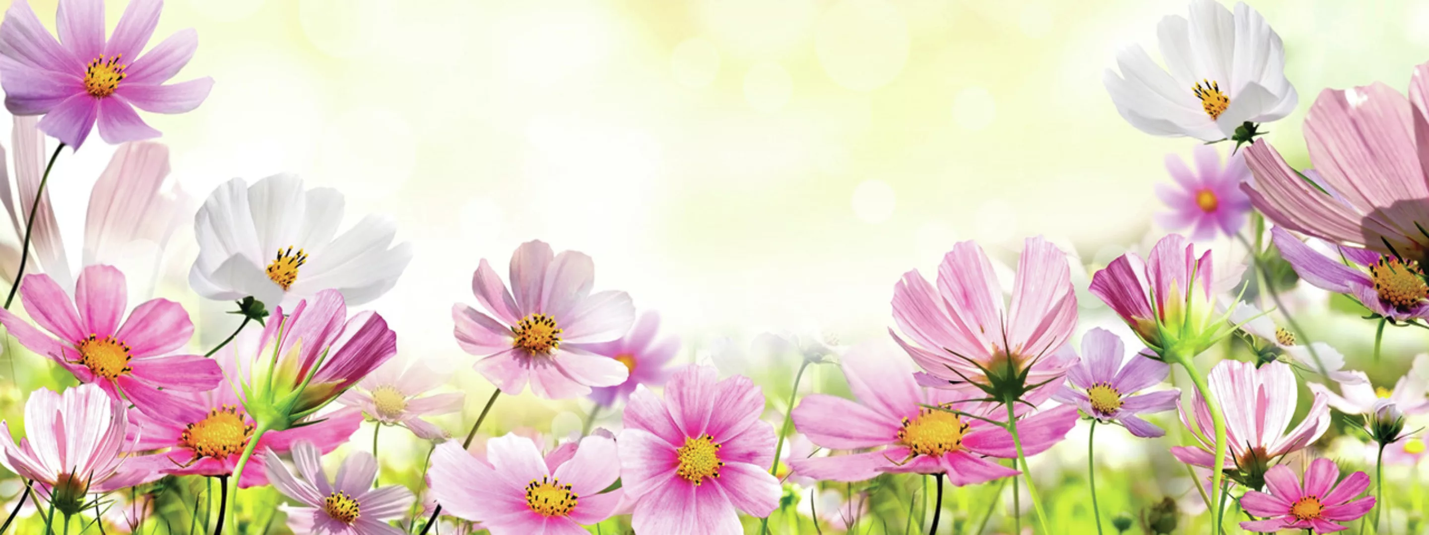Euroart Glasbild Spring Flowers V 30x80 günstig online kaufen