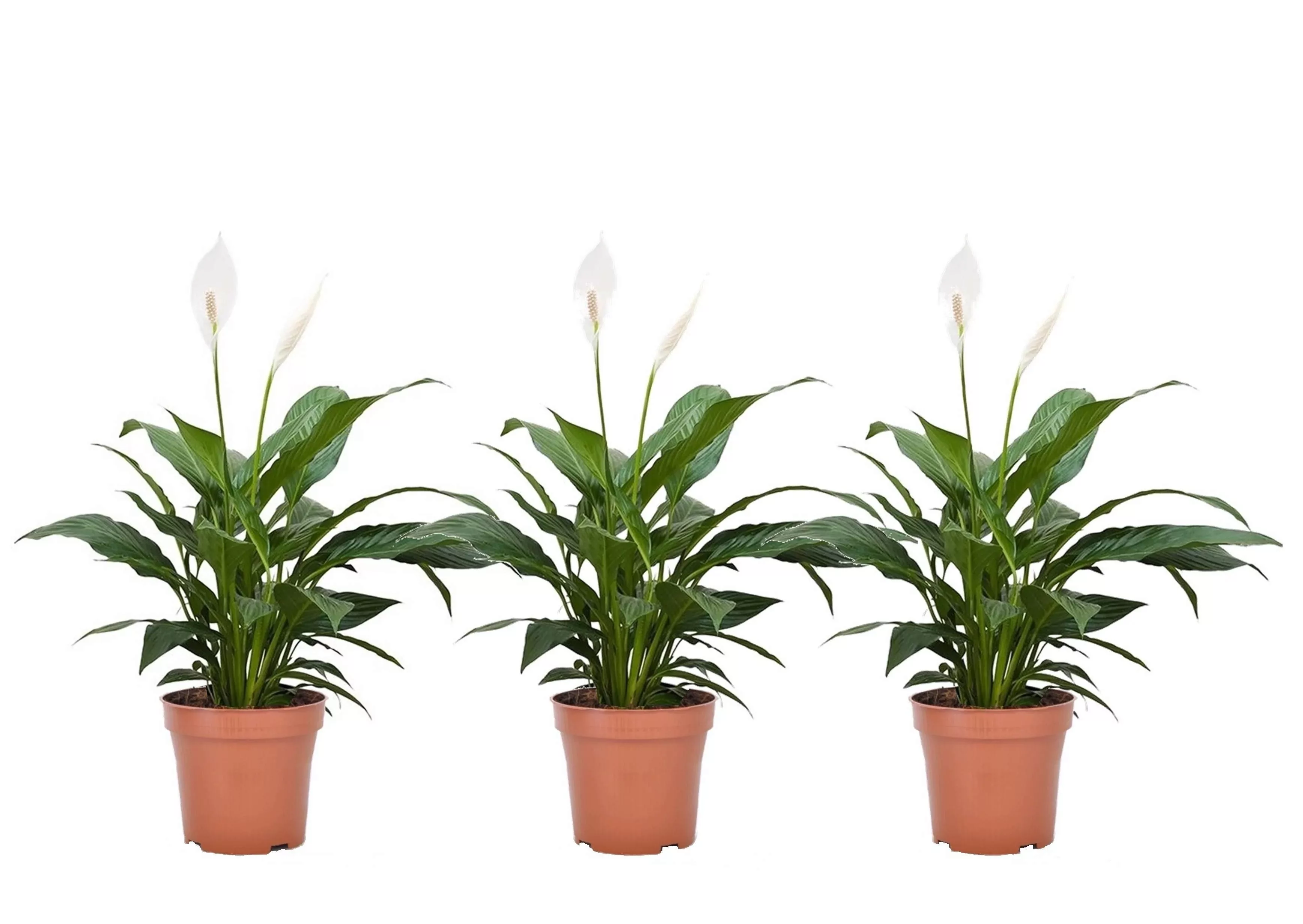 Perfect Plant | 3er Set Spathiphyllum Friedenslilien günstig online kaufen