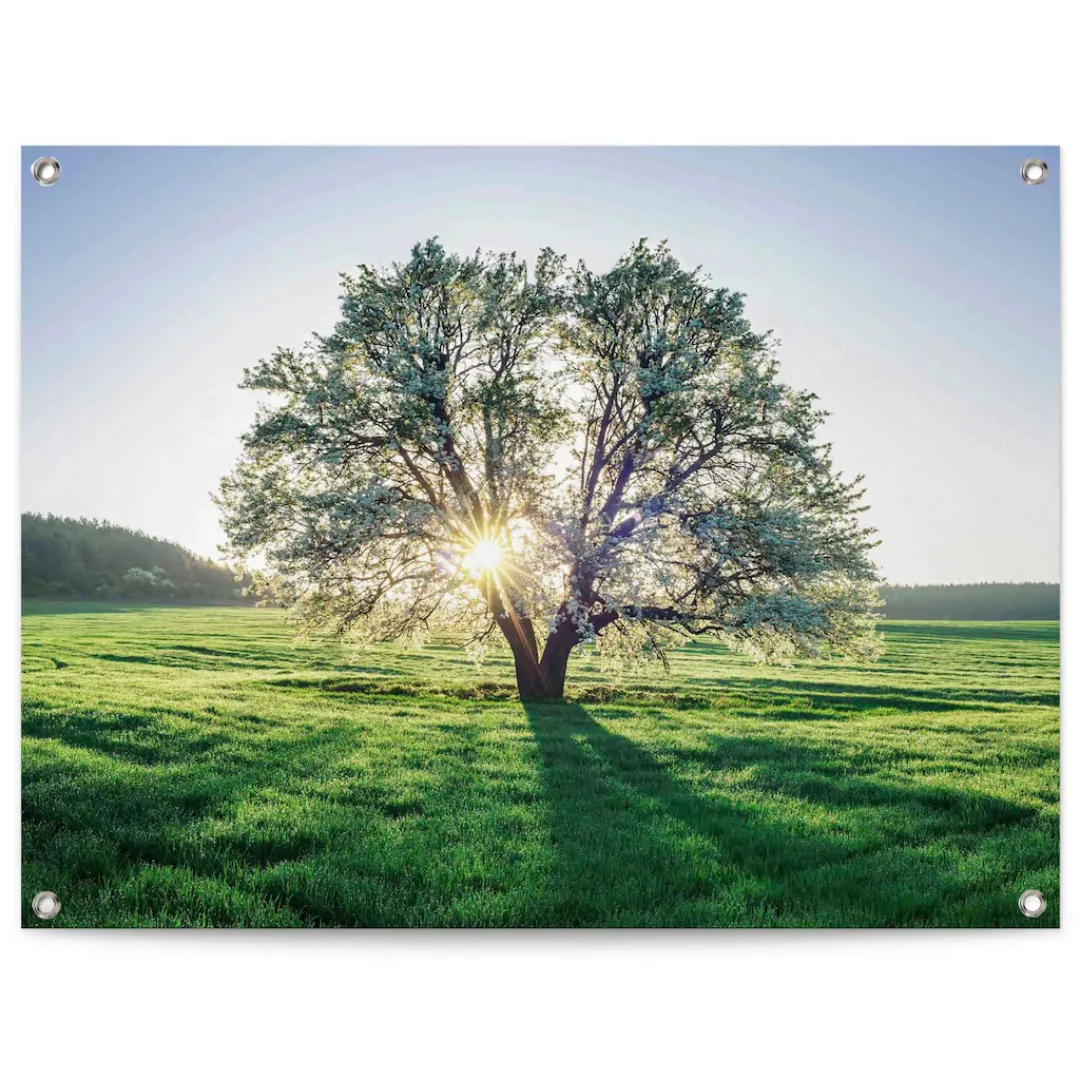 Reinders! Poster »Baum in der Morgensonne«, Outdoor für Garten oder Balkon günstig online kaufen