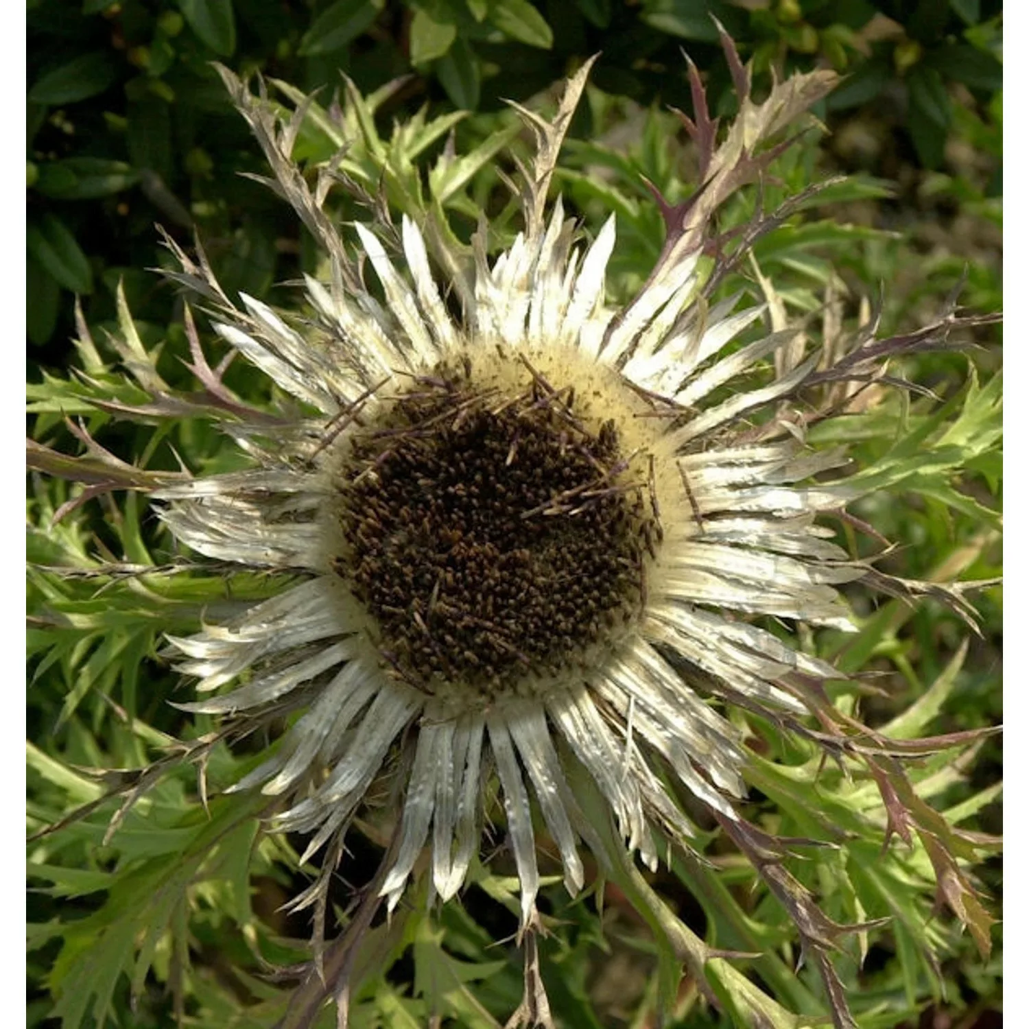 Silberdistel - Carlina acaulis günstig online kaufen