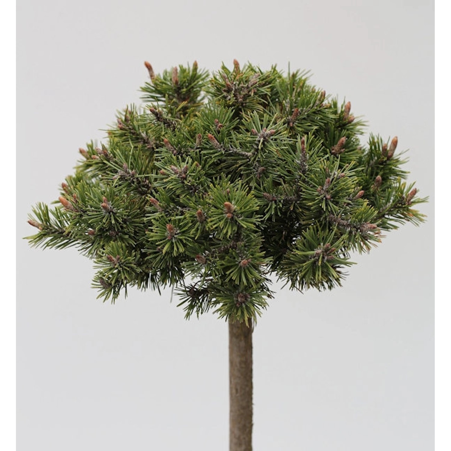 Hochstamm Zwerg Bergkiefer Benjamin 40-60cm - Pinus mugo günstig online kaufen