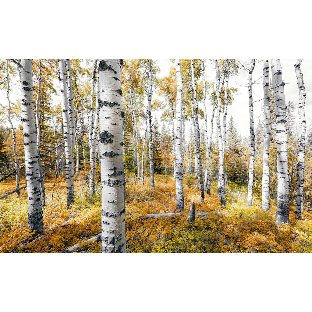 Komar Fototapete Colorful Aspenwoods B/L: ca. 450x280 cm günstig online kaufen