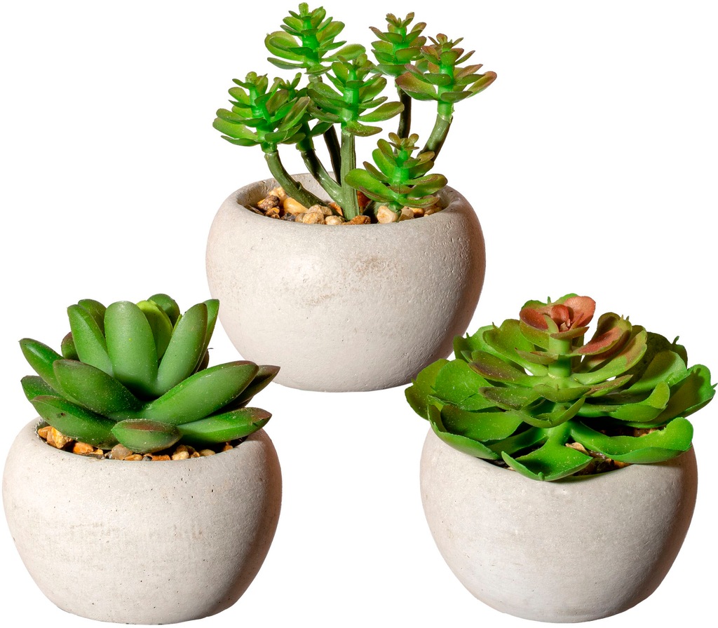 Creativ green Künstliche Zimmerpflanze "Sukkulenten" günstig online kaufen