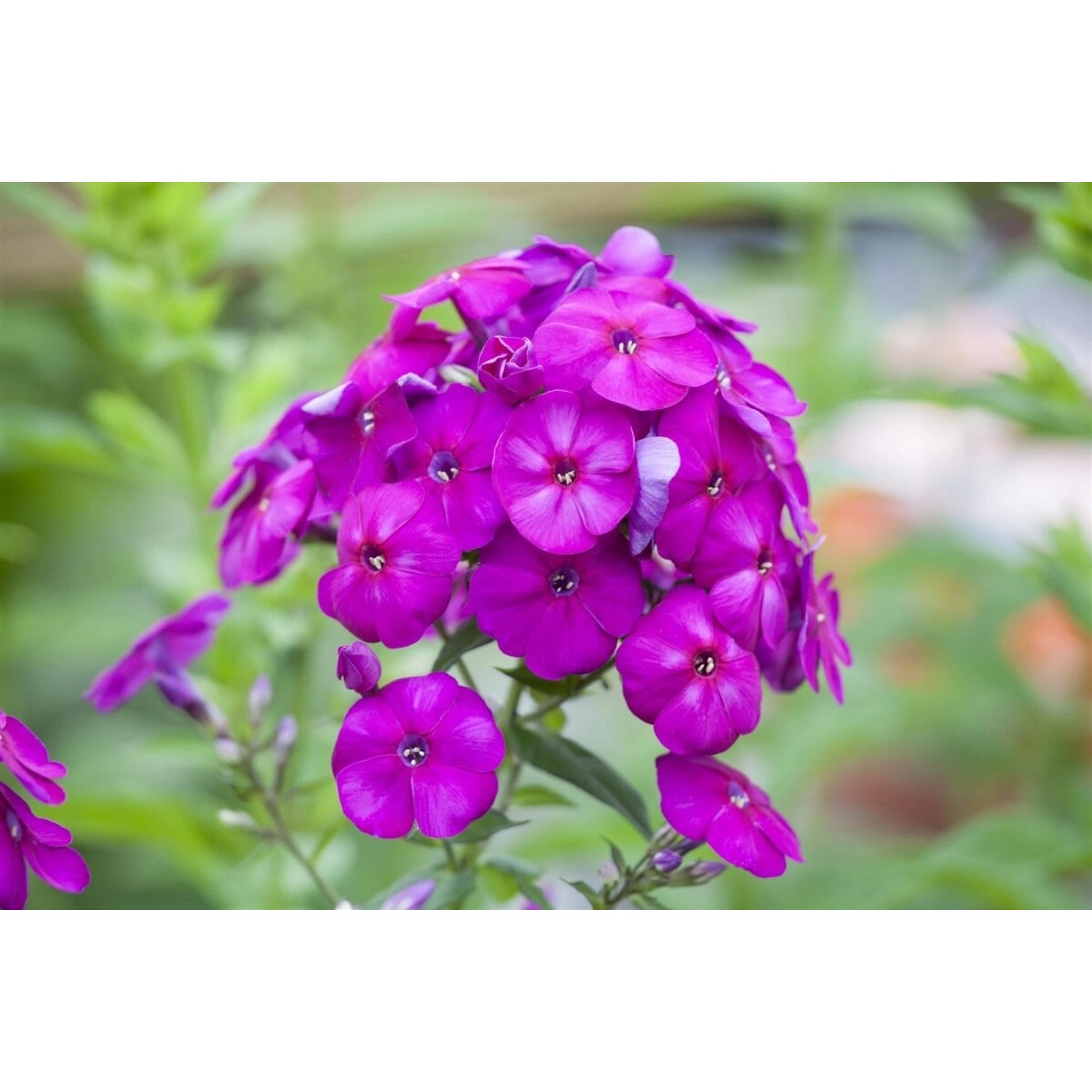 Phlox Paniculata The King Flammenblume Ca. 11x11 cm Topf günstig online kaufen