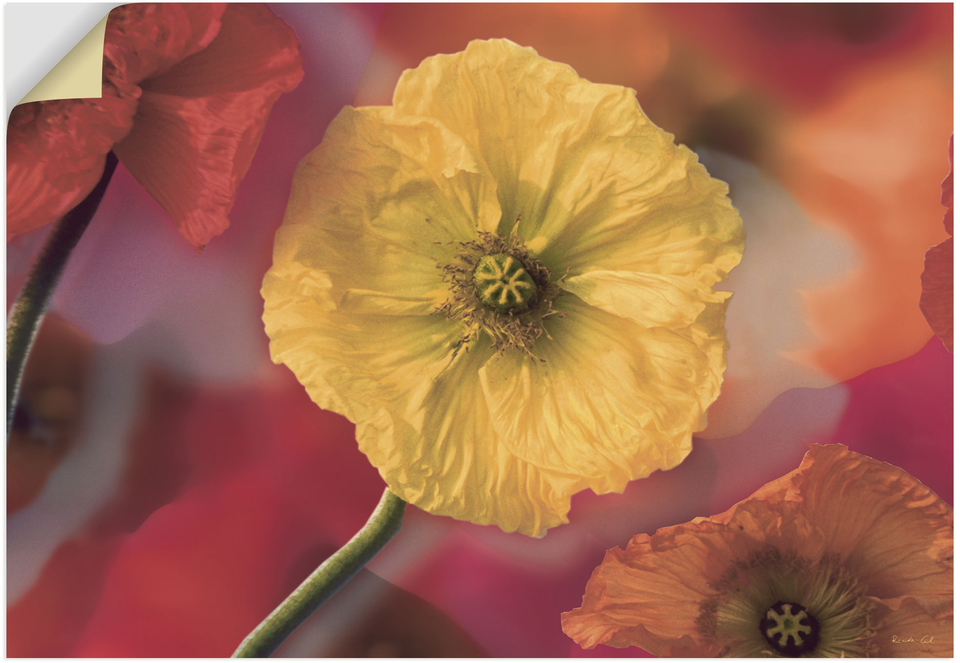 Artland Wandbild »Fotokollage Mohnblumen«, Blumenbilder, (1 St.), als Leinw günstig online kaufen