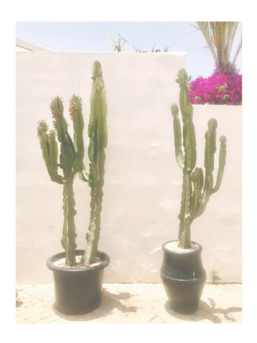 Poster / Leinwandbild - Mantika Cactus günstig online kaufen