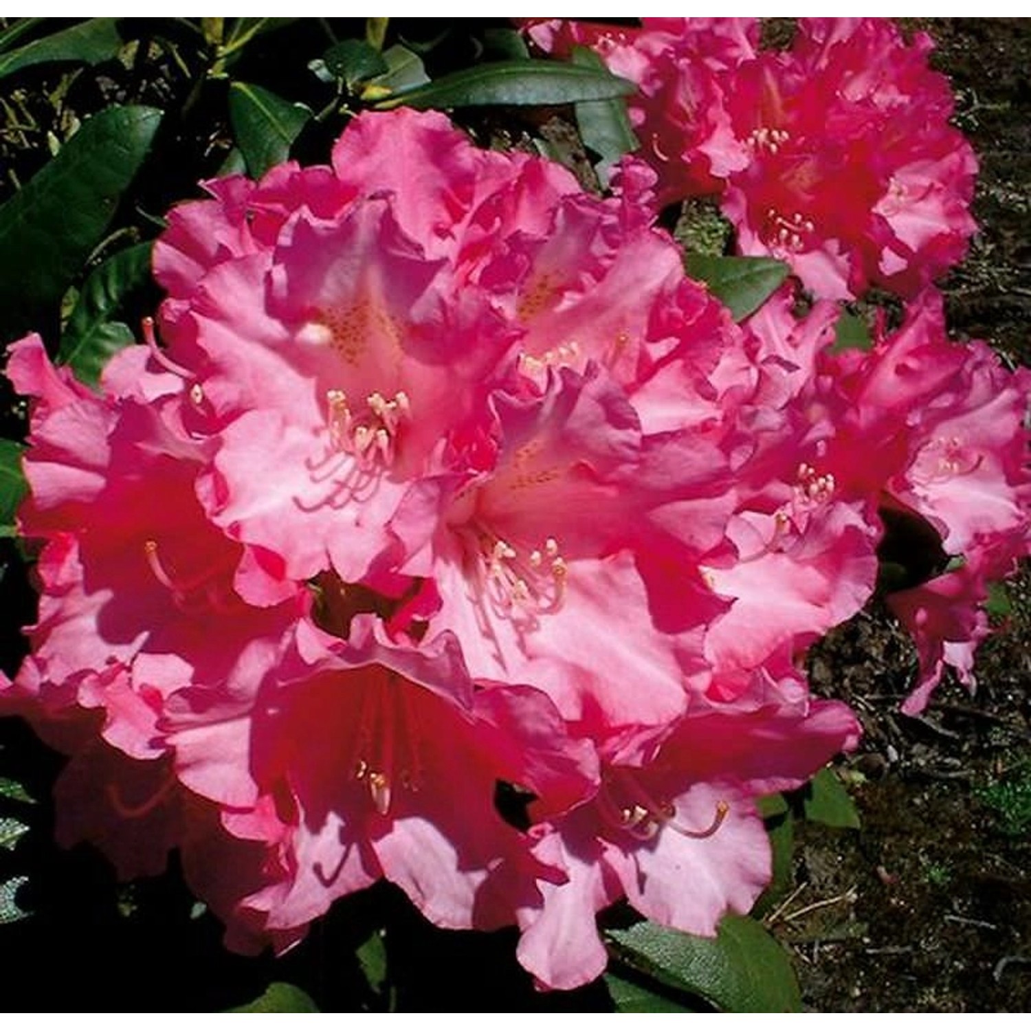 Hochstamm Rhododendron Kalinka 60-80cm - Alpenrose günstig online kaufen