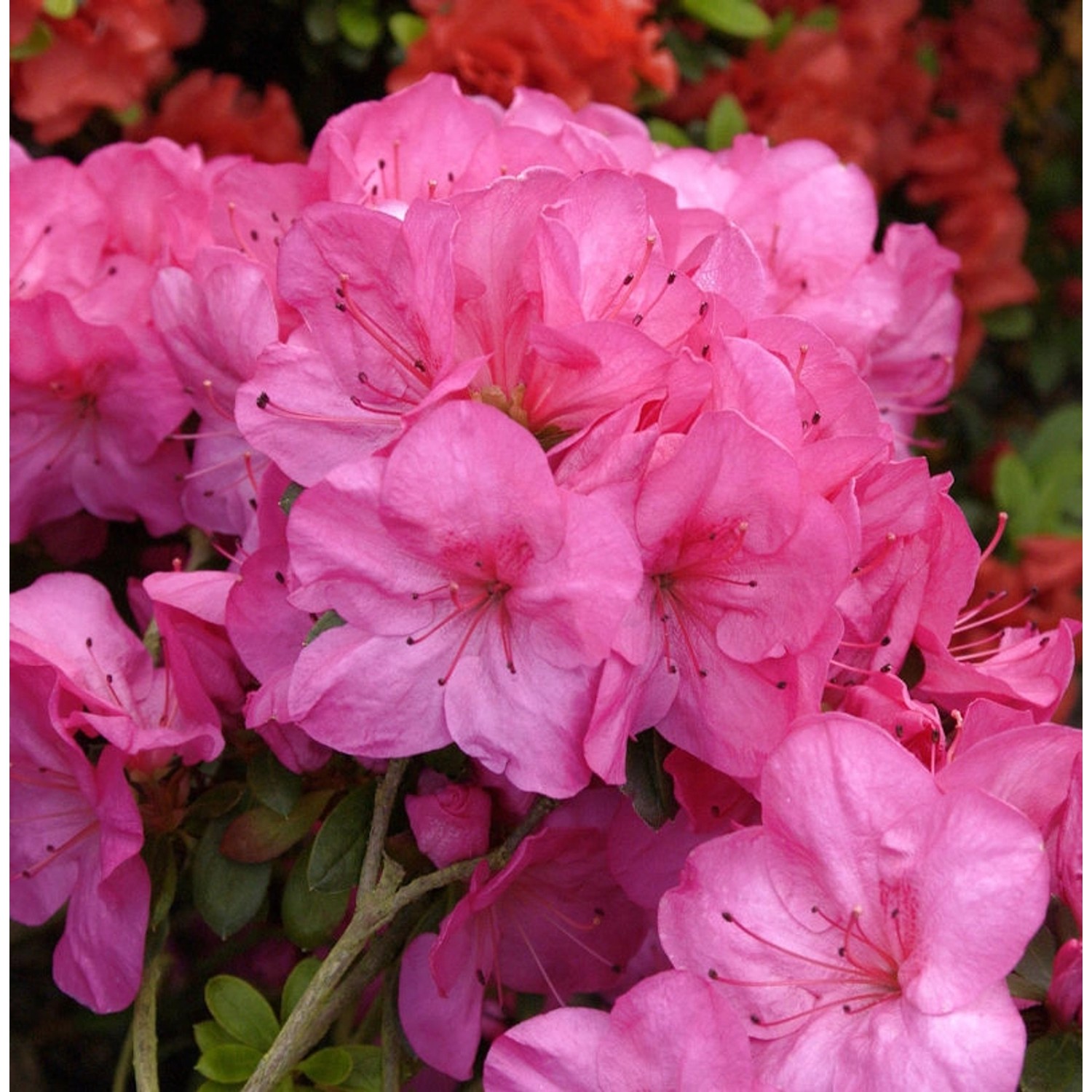 Rhododendron heliolepis 50-60cm günstig online kaufen