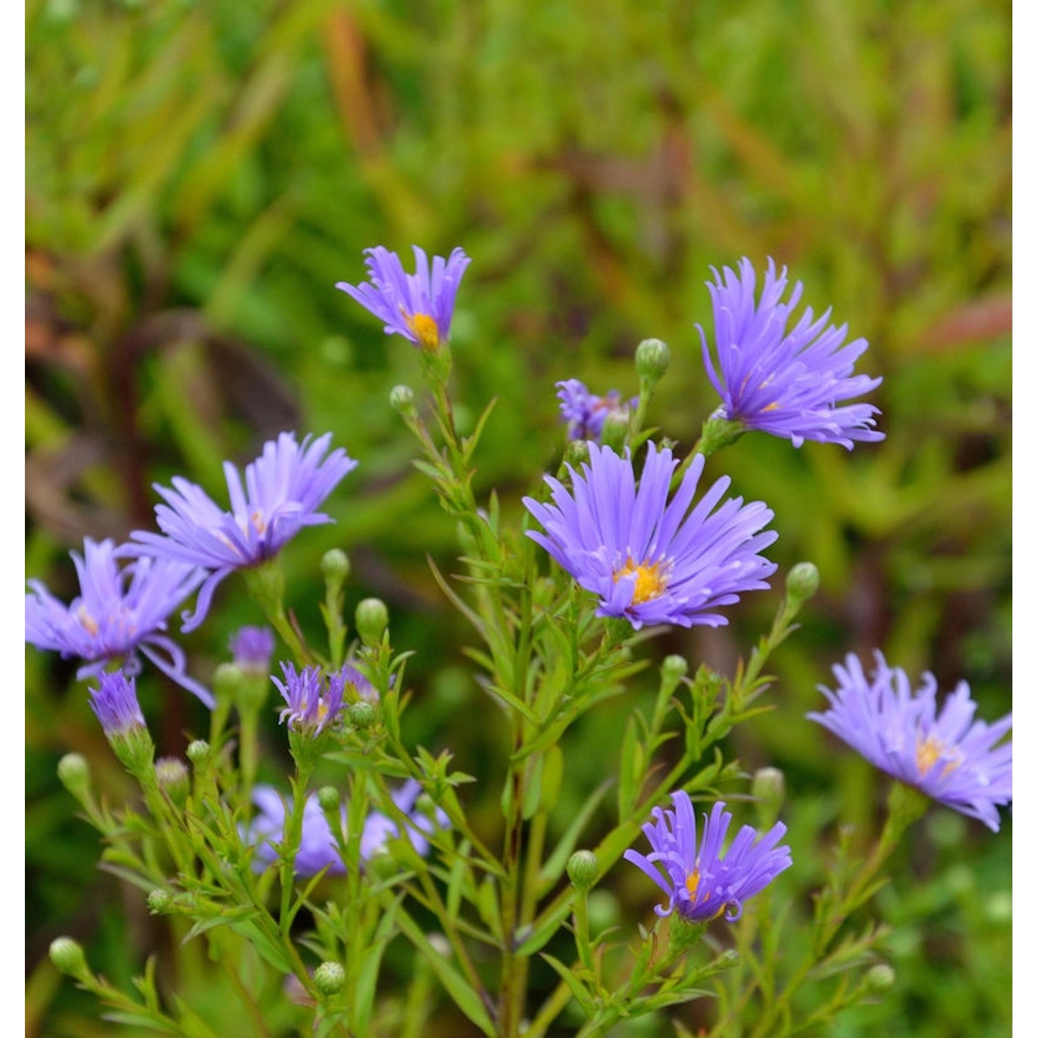 Rauhblattaster Blütenmeer - Aster novae angliae günstig online kaufen