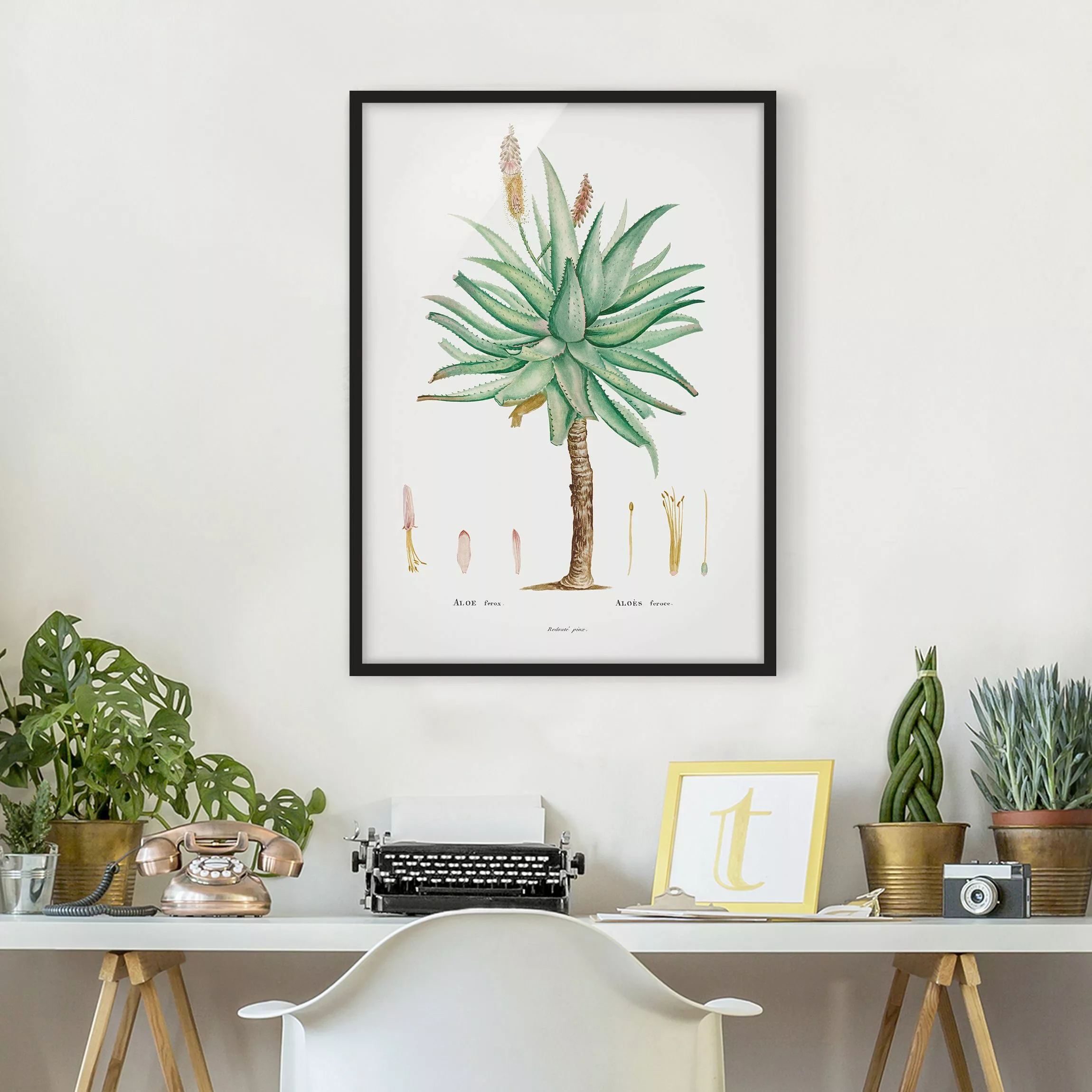 Bild mit Rahmen Blumen - Hochformat Botanik Vintage Illustration Aloe günstig online kaufen