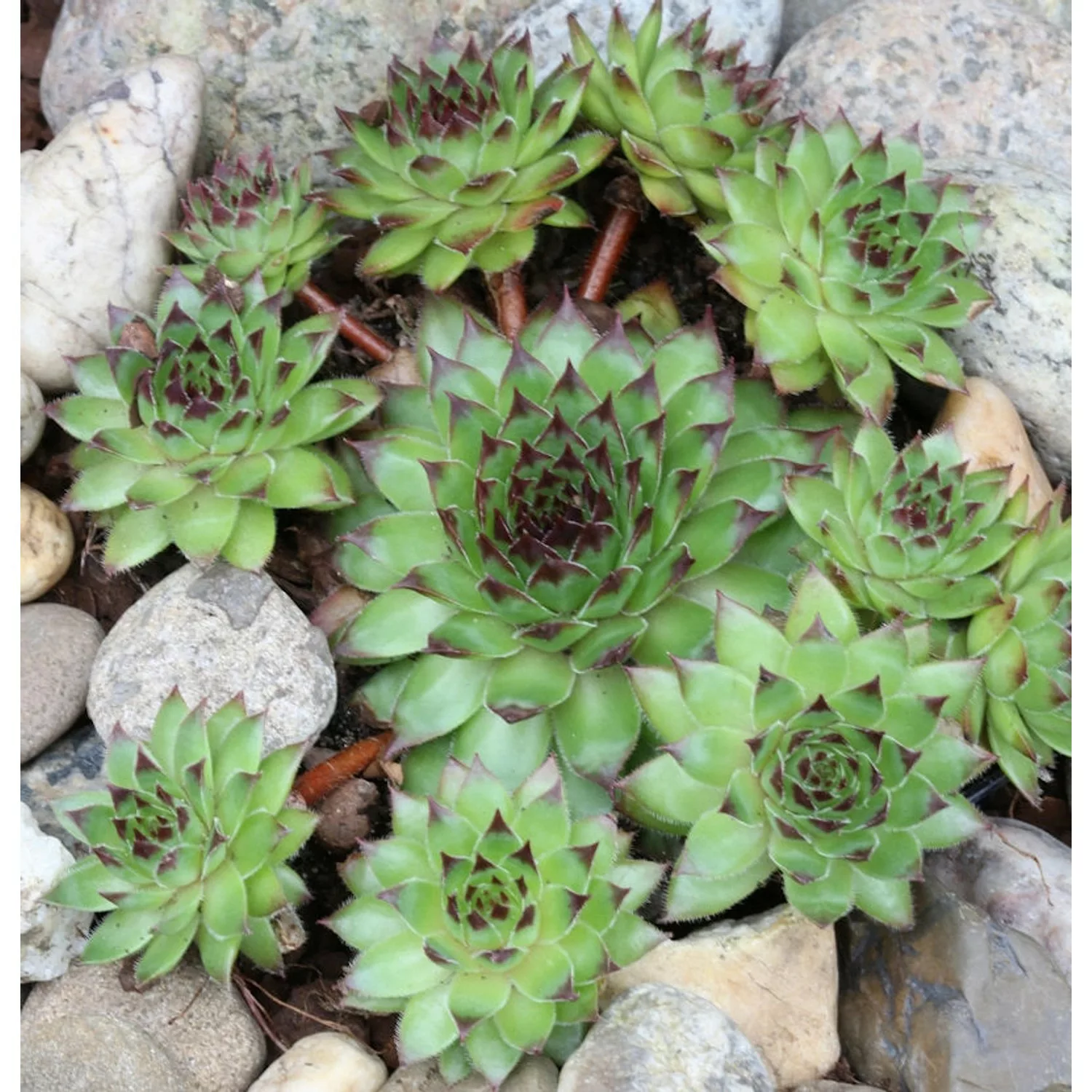 Hauswurz Mettenianum - Sempervivum tectorum günstig online kaufen