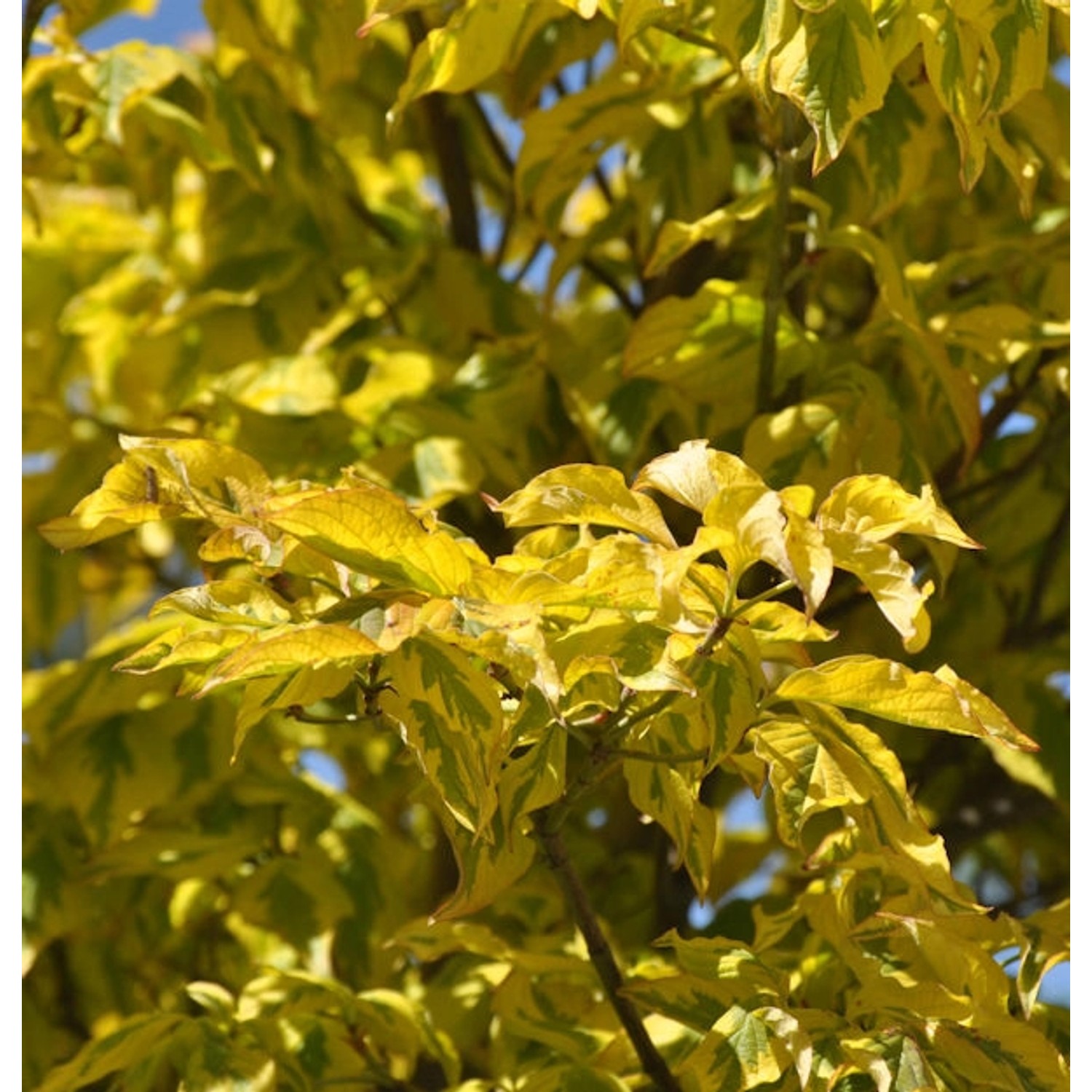 Japanischer Blumenhartriegel Annelies 80-100cm - Cornus kousa günstig online kaufen