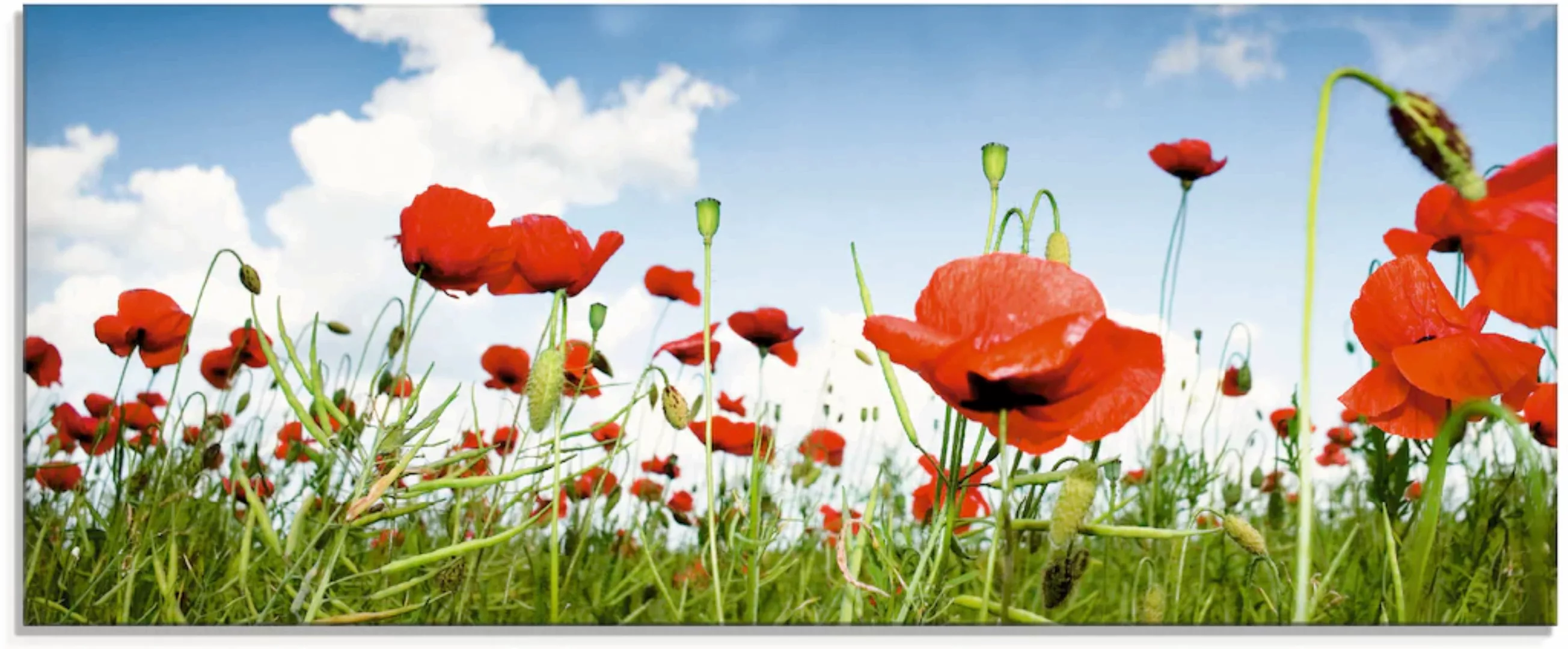 Artland Glasbild "Feld mit Mohnblumen unter Himmel", Blumenwiese, (1 St.) günstig online kaufen