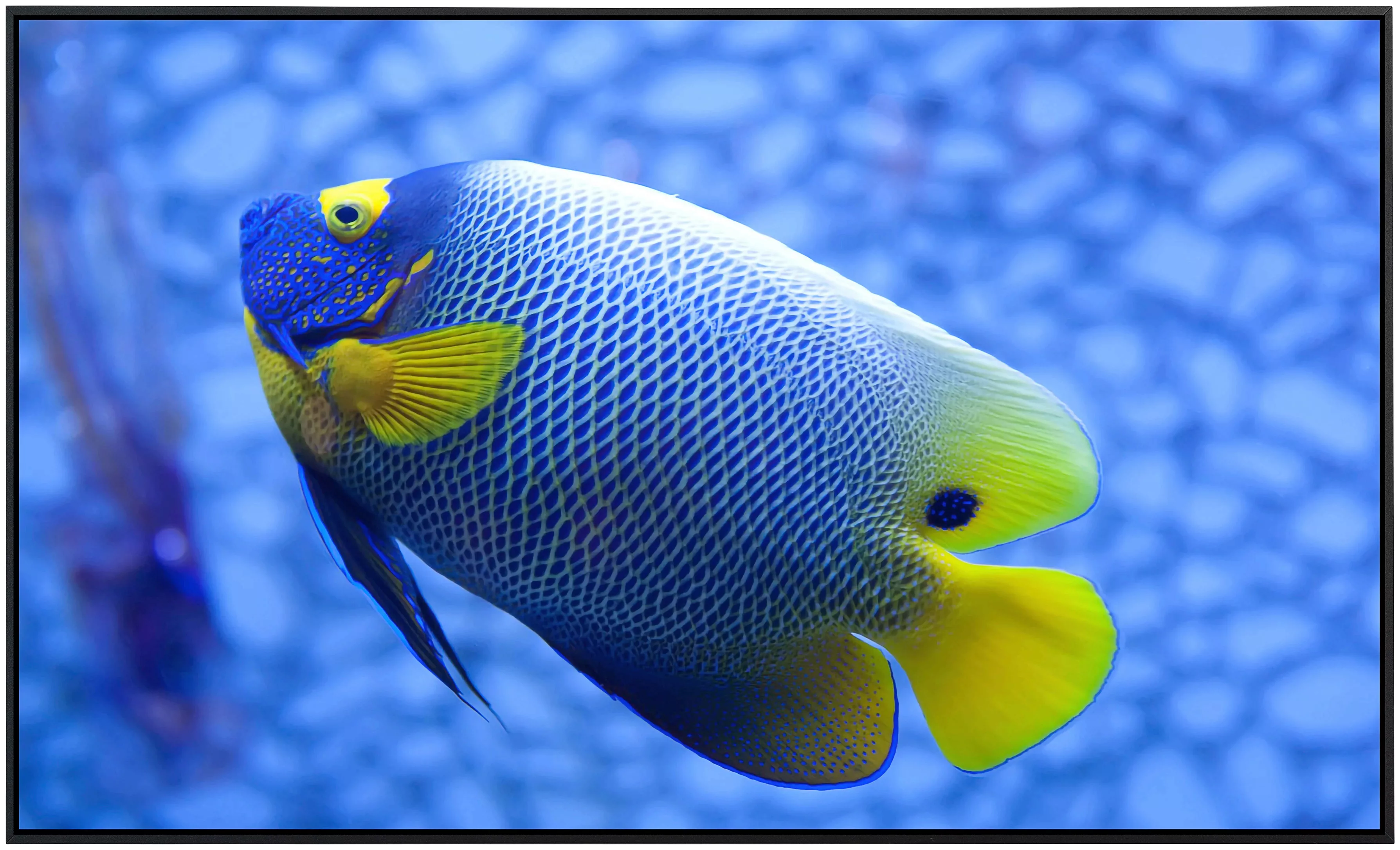 Papermoon Infrarotheizung »Fisch«, sehr angenehme Strahlungswärme günstig online kaufen