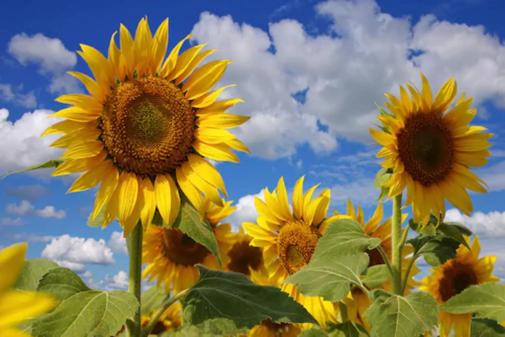 Papermoon Fototapete »Sonnenblumen« günstig online kaufen