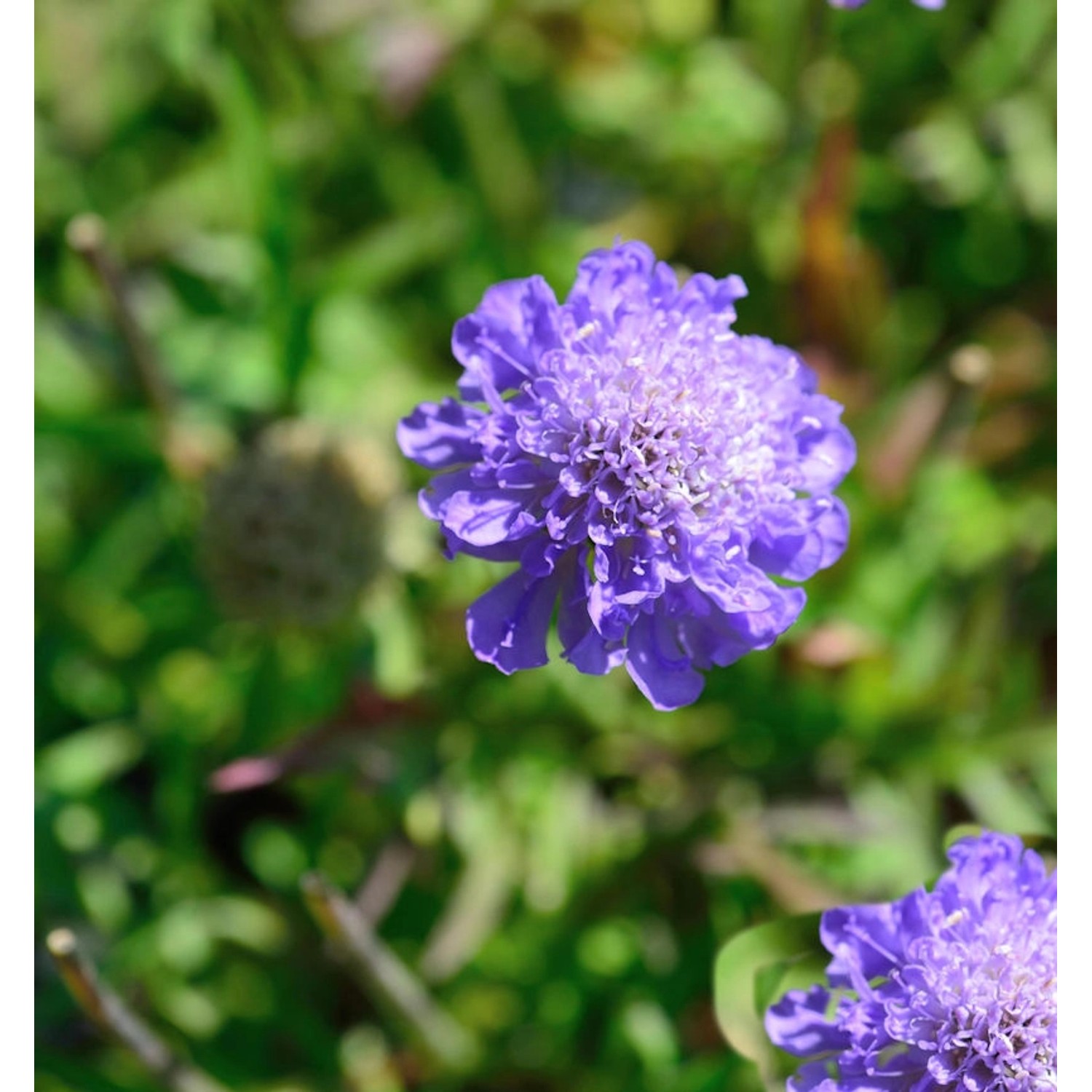 Kaukasus Skabiose Blauer Atlas - Scabiosa caucasica günstig online kaufen