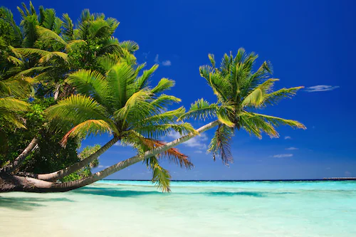 Papermoon Fototapete »PALMEN-STRAND-KARIBIK SÜDSEE MEER OZEAN SEE SONNE DÜN günstig online kaufen