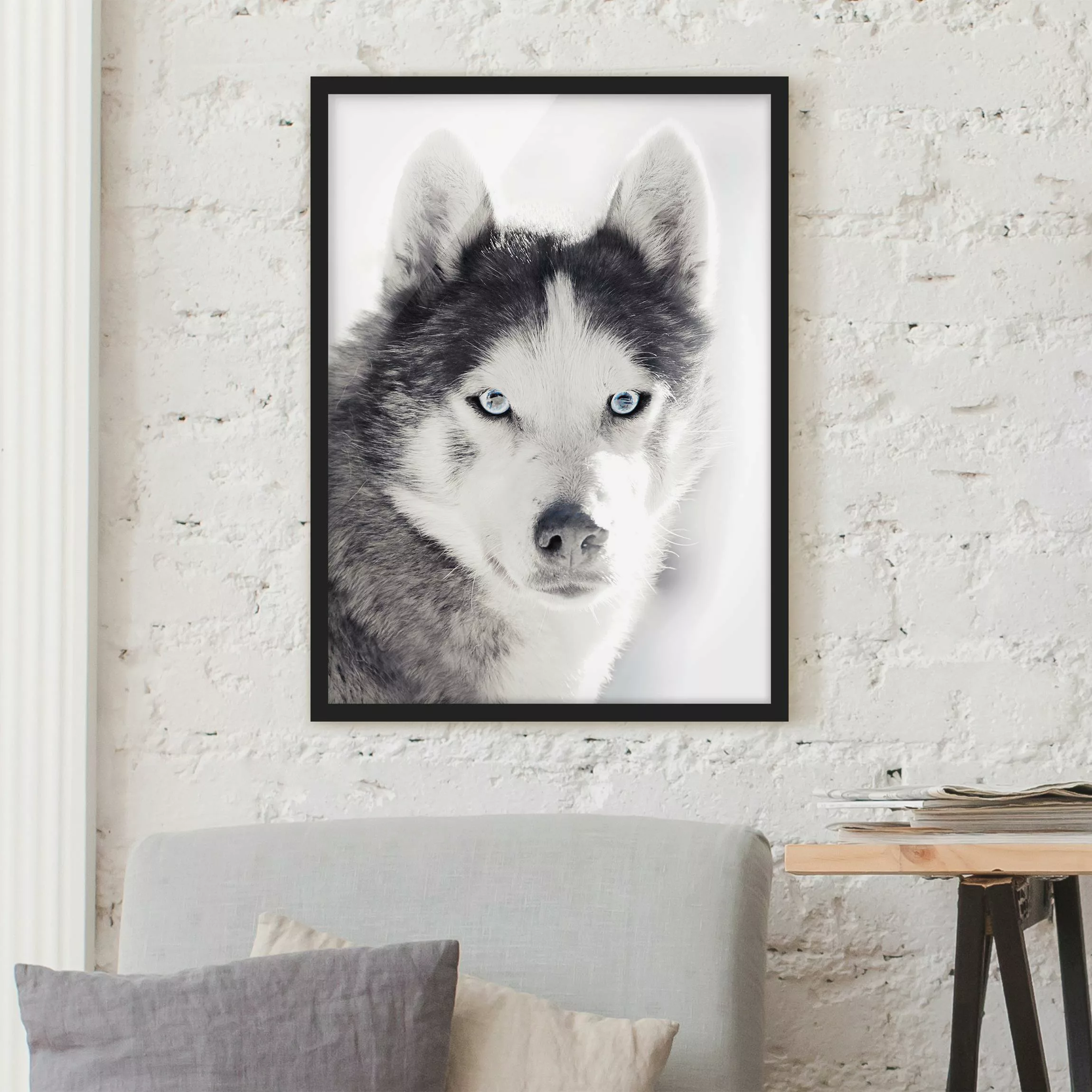 Bild mit Rahmen Husky Portrait günstig online kaufen