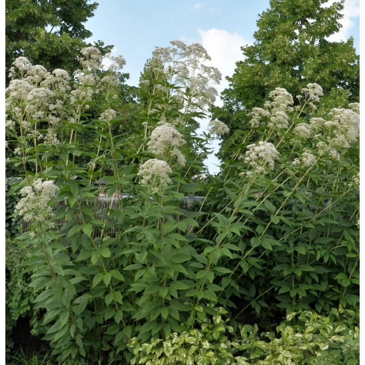 Durchwachsener Wasserdost - Eupatorium perfoliatum günstig online kaufen