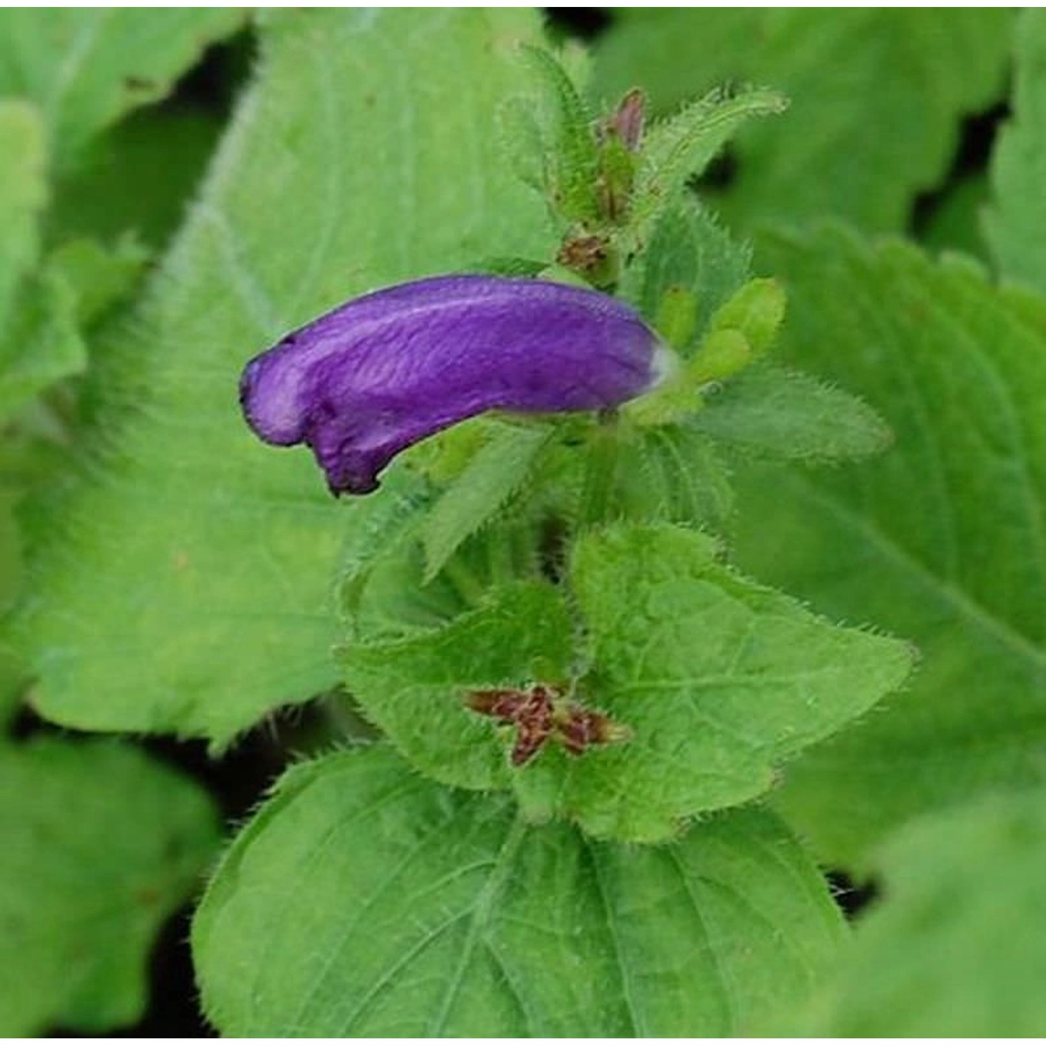 Otternkopf Blue Carpet - Strobilanthes atropurpureus günstig online kaufen