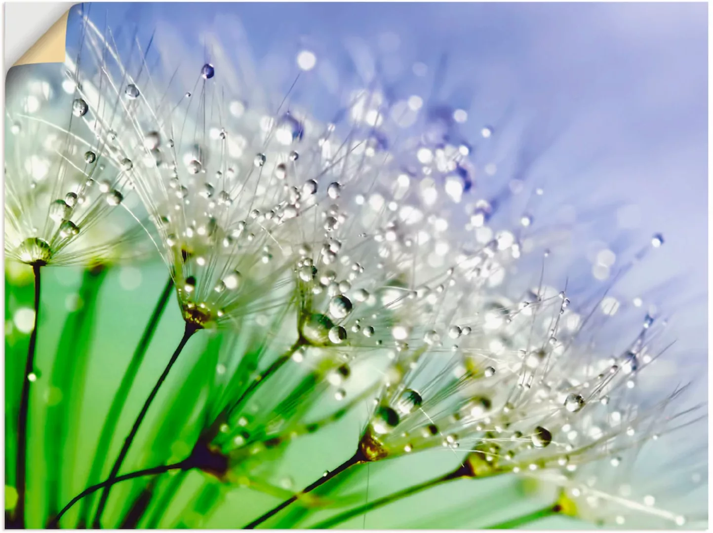 Artland Wandbild "Glitzernde Pusteblume III", Blumen, (1 St.), als Leinwand günstig online kaufen