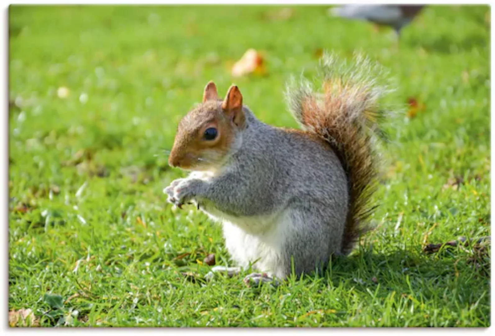 Artland Leinwandbild »Graues Eichhörnchen«, Wildtiere, (1 St.), auf Keilrah günstig online kaufen
