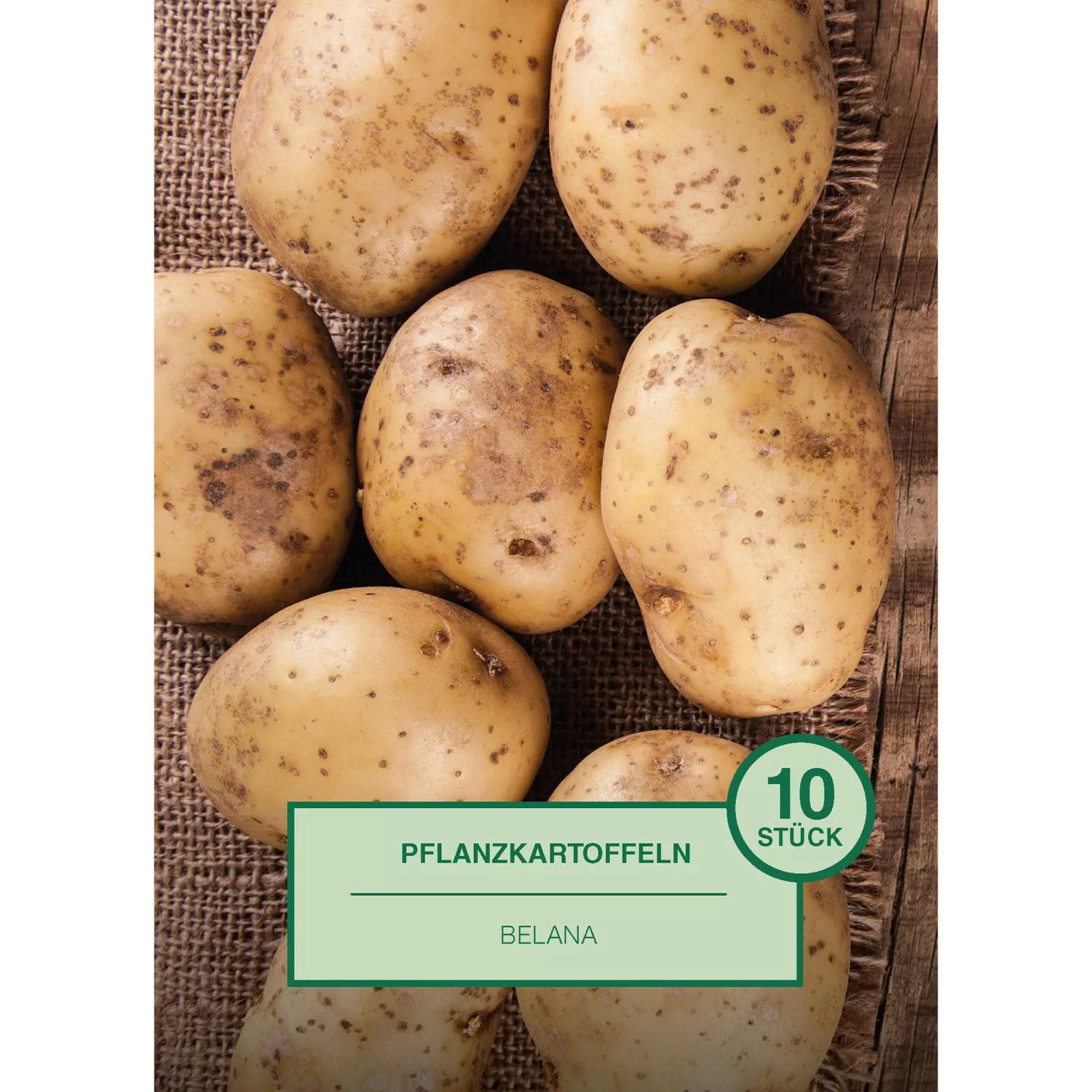 Pflanzkartoffel 10 Stück Solanum tuberosum Belana günstig online kaufen