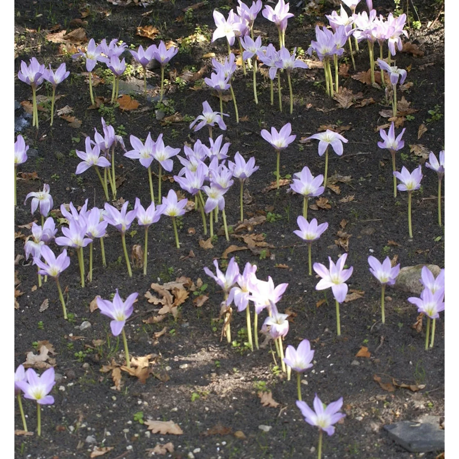 Riesen-Herbstzeitlose - Colchicum bornmuelleri günstig online kaufen