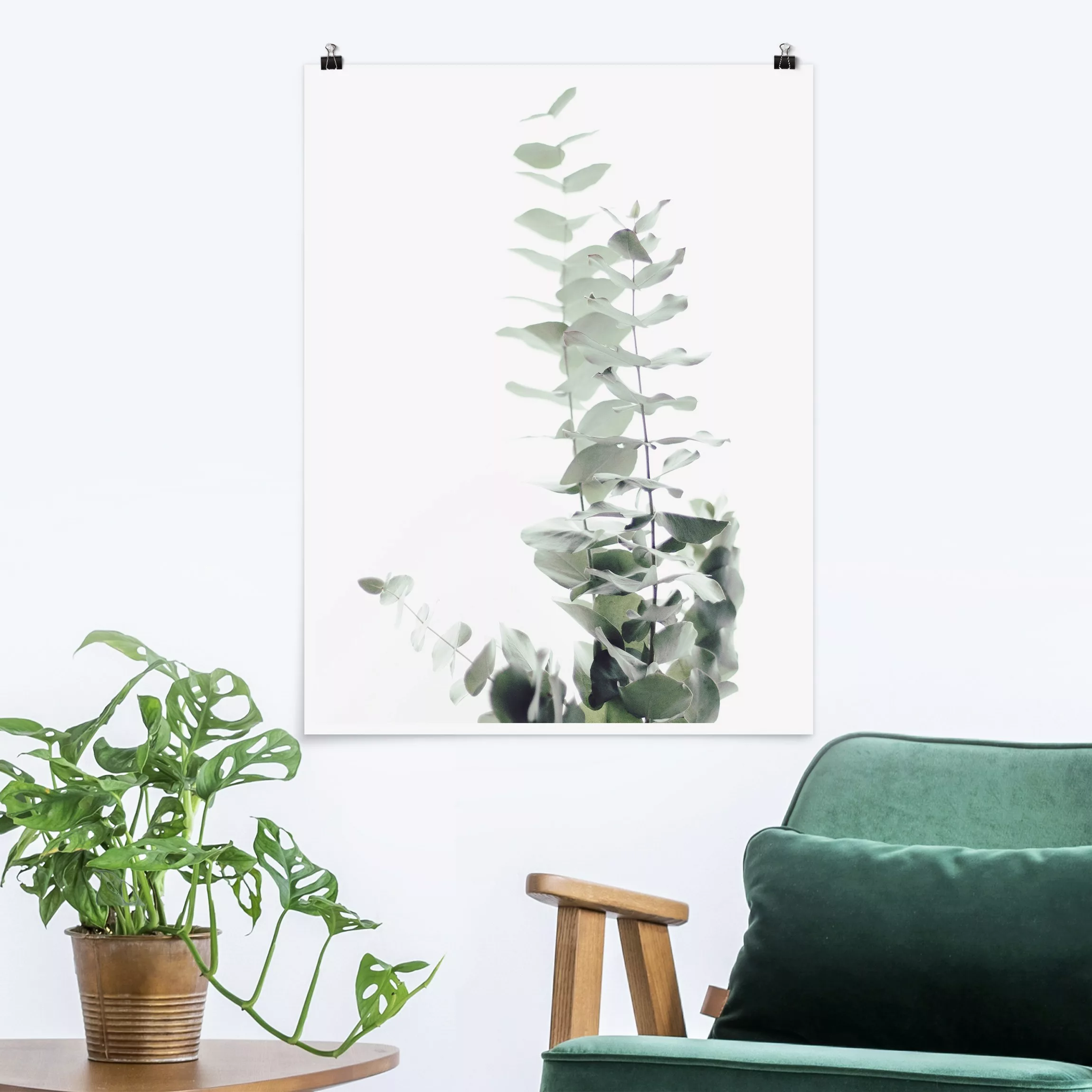 Poster Eukalyptus im Weißen Licht günstig online kaufen