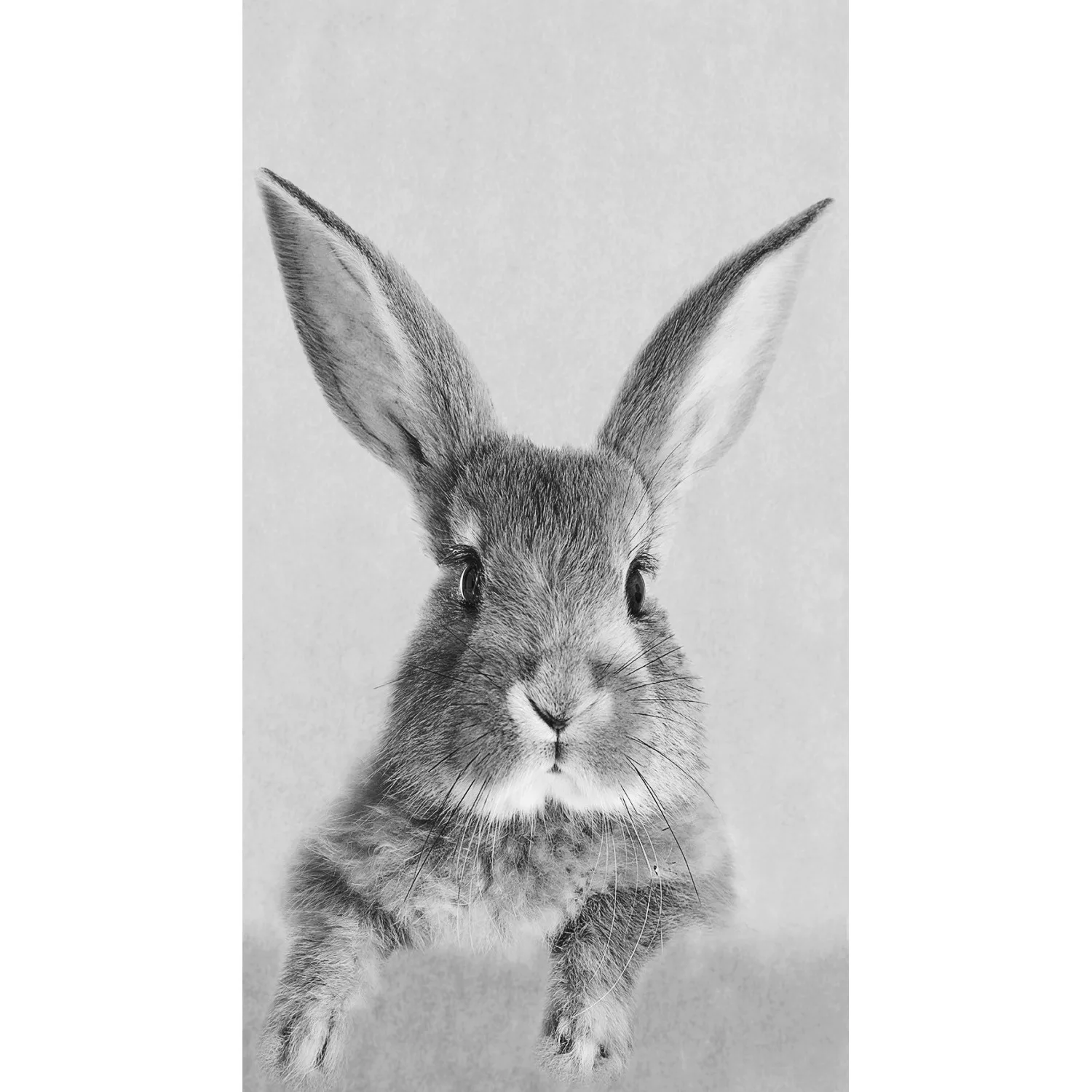 Pro Art Dekopanel Rabbit 30 cm x 15 cm günstig online kaufen