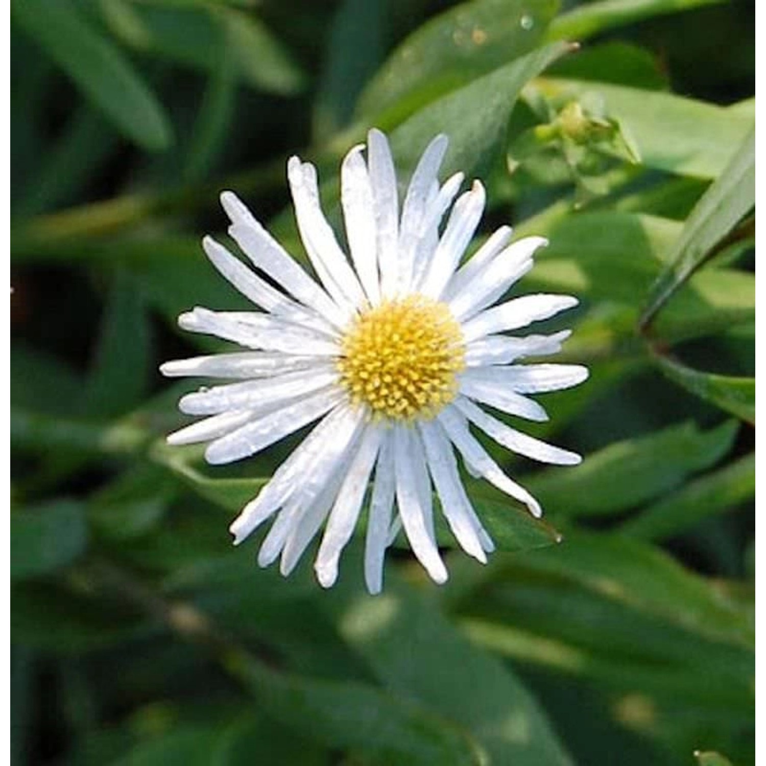 Scheinaster Snowbank - Boltonia asteroides günstig online kaufen