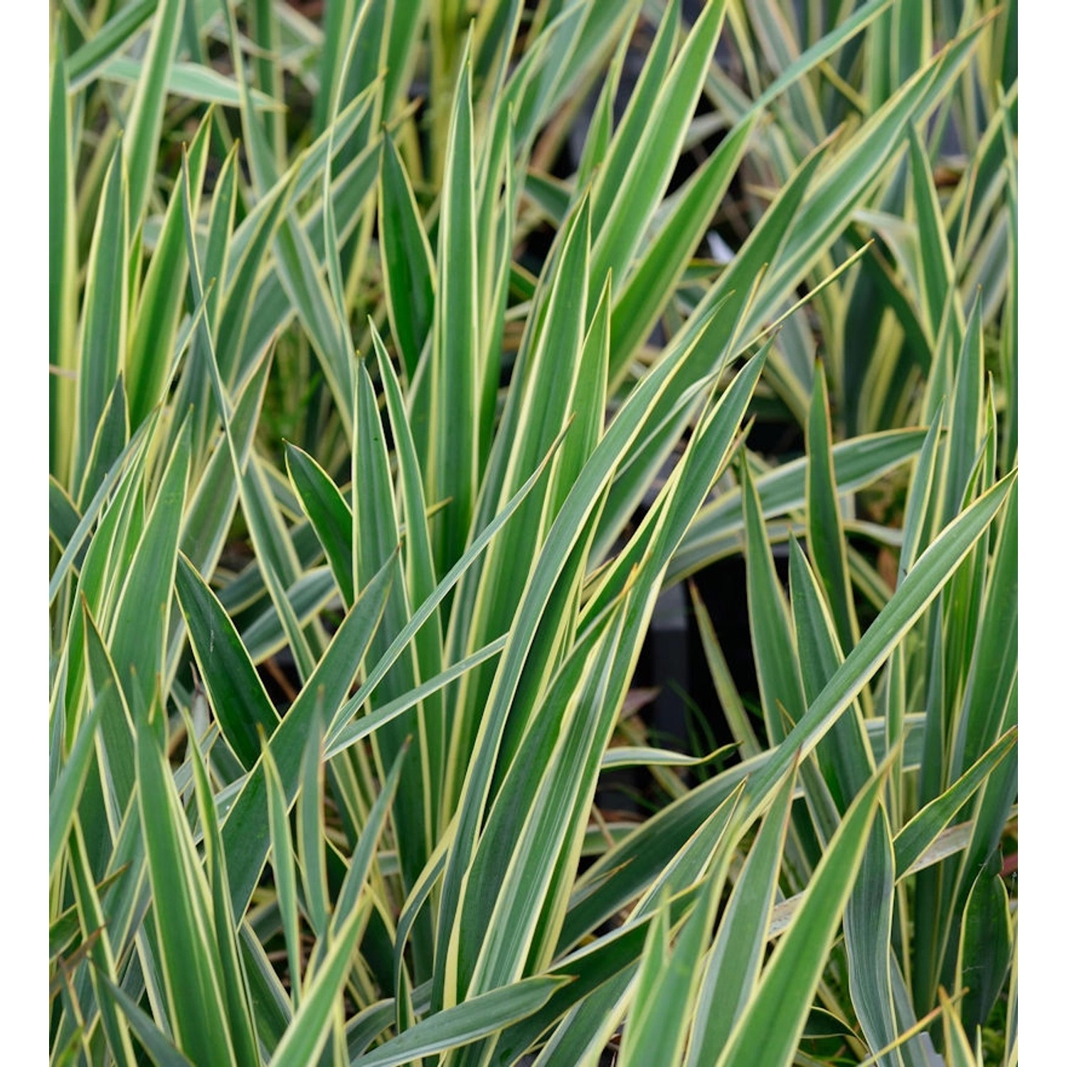 Palmlilie Bright Edge - Yucca filamentosa günstig online kaufen