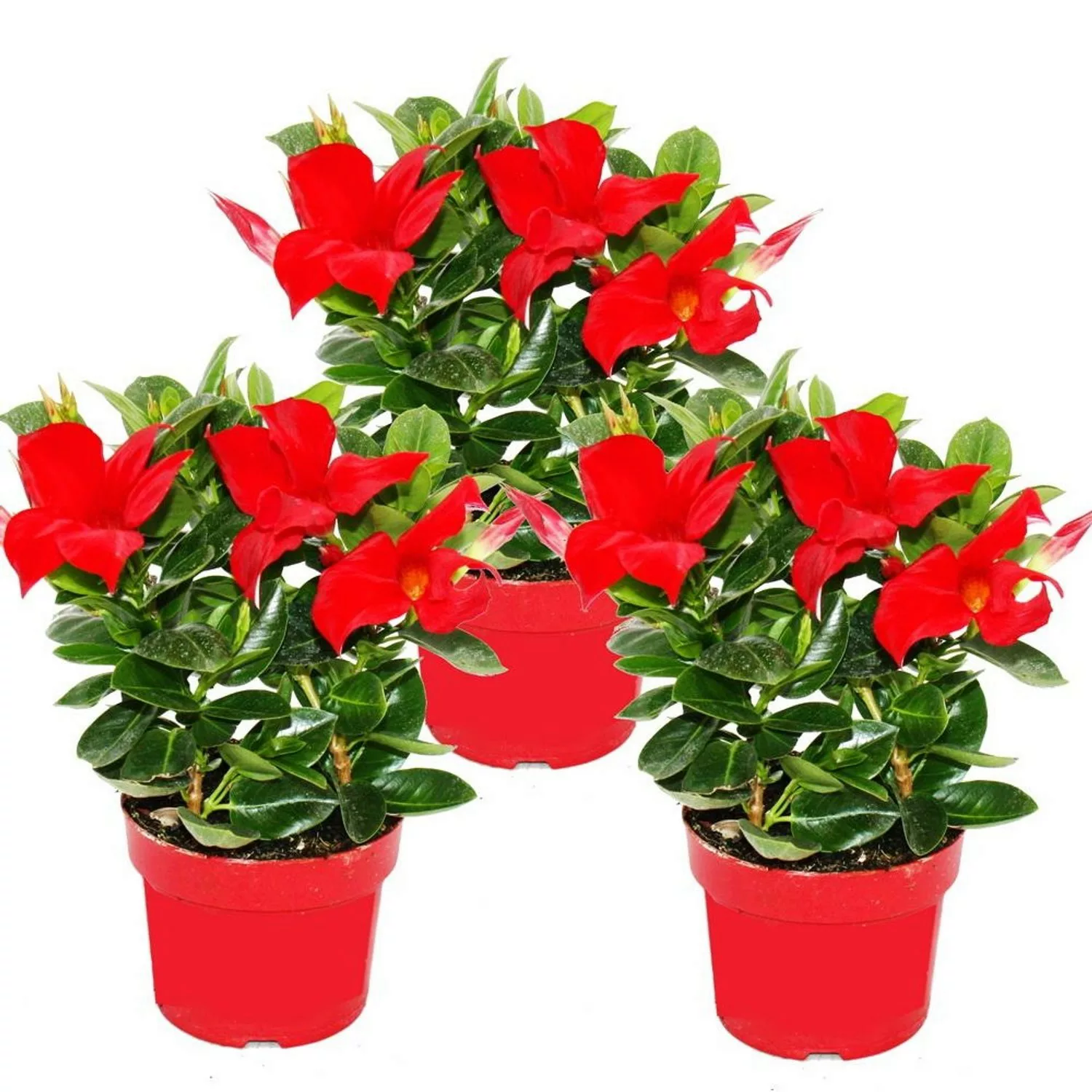 Exotenherz Dipladenia Chilenischer Jasmin 10cm Topf Set mit 3 Pflanzen Rot günstig online kaufen