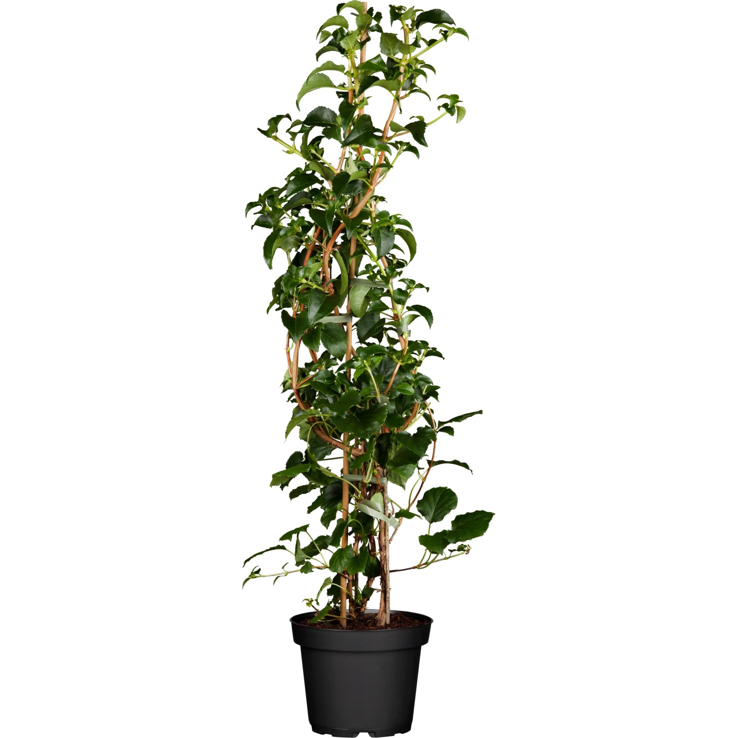 Kletterhortensie Weiß Höhe ca. 60 - 80 cm Topf ca. 5 l  Hydrangea petiolari günstig online kaufen