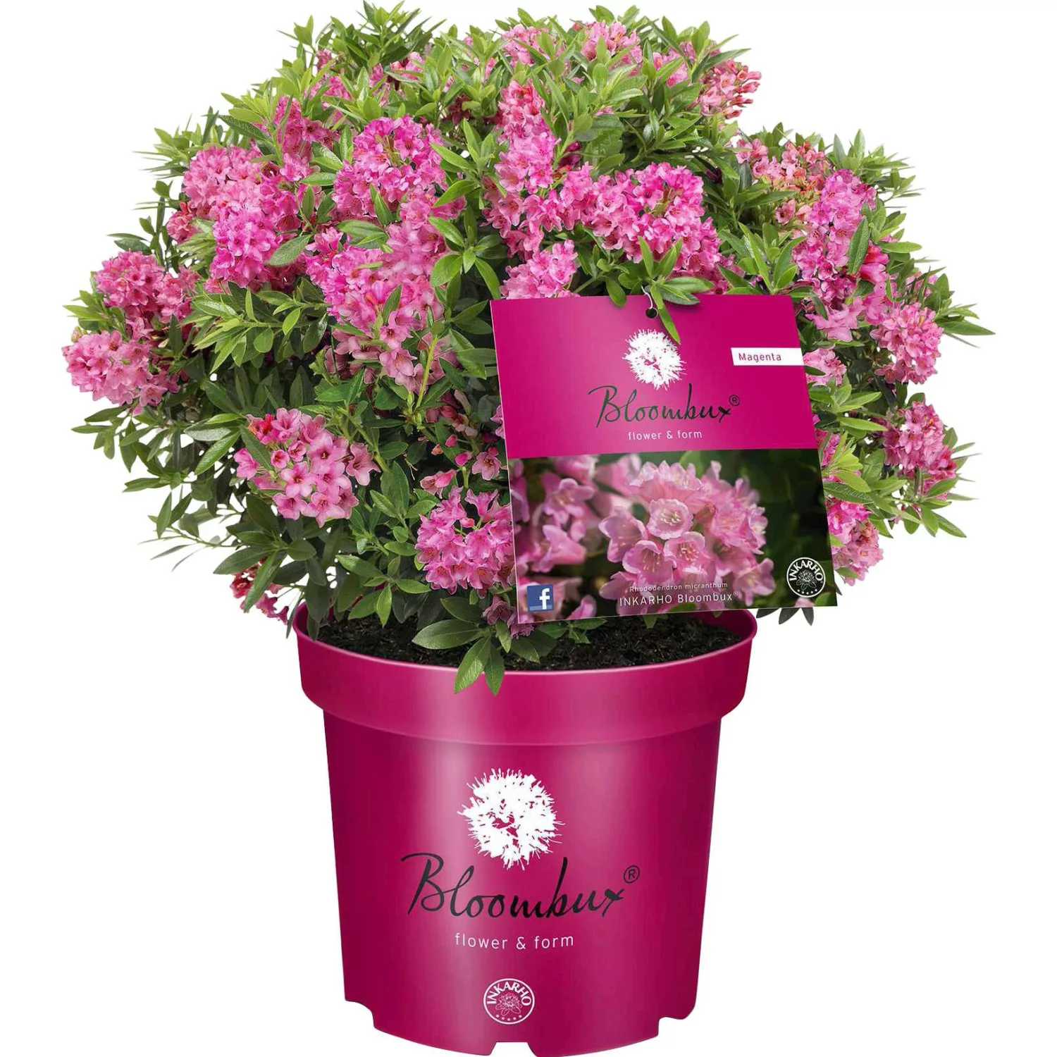 Zwerg-Rhododendron Bloombux® Magenta Höhe ca. 20 - 30 cm Topf ca. 2 l günstig online kaufen