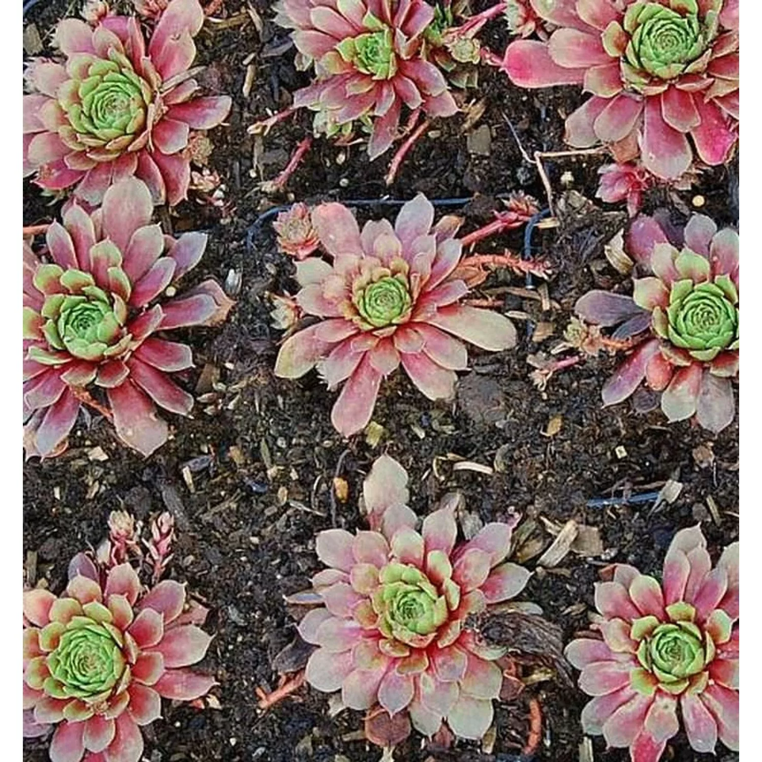 Hauswurz Turmalin - Sempervivum cultorum günstig online kaufen