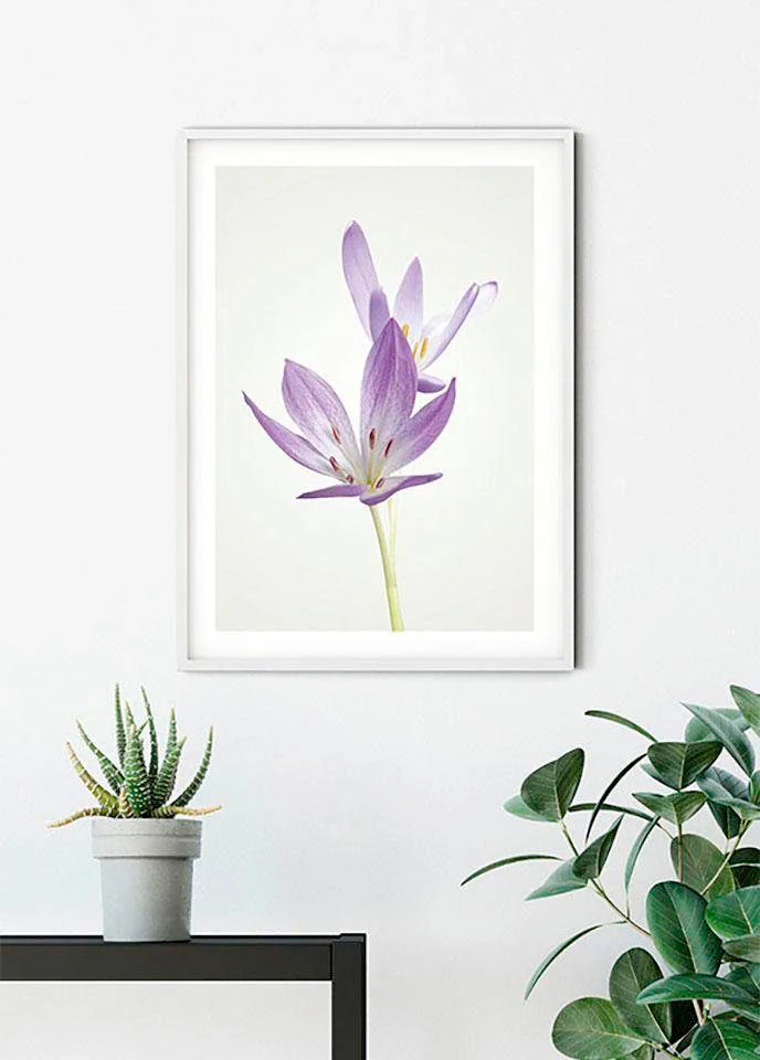 Komar Bild "Autumn Crocus", Blumen, (1 St.), Wandbild zur Dekoration - ohne günstig online kaufen