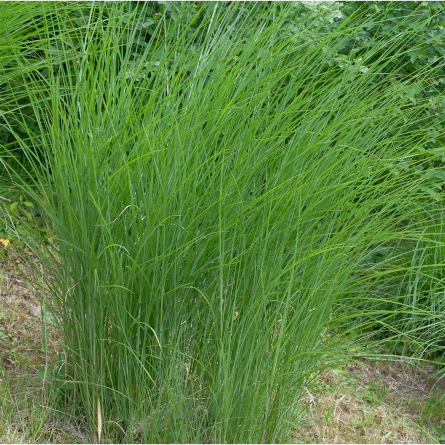 Chinaschilf Gracillimus - Miscanthus sinensis günstig online kaufen